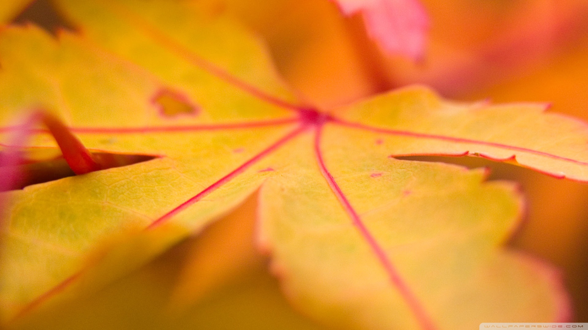 Orange Leaf Wallpapers