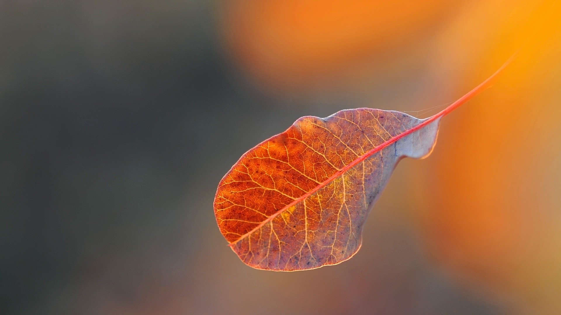 Orange Leaf Wallpapers