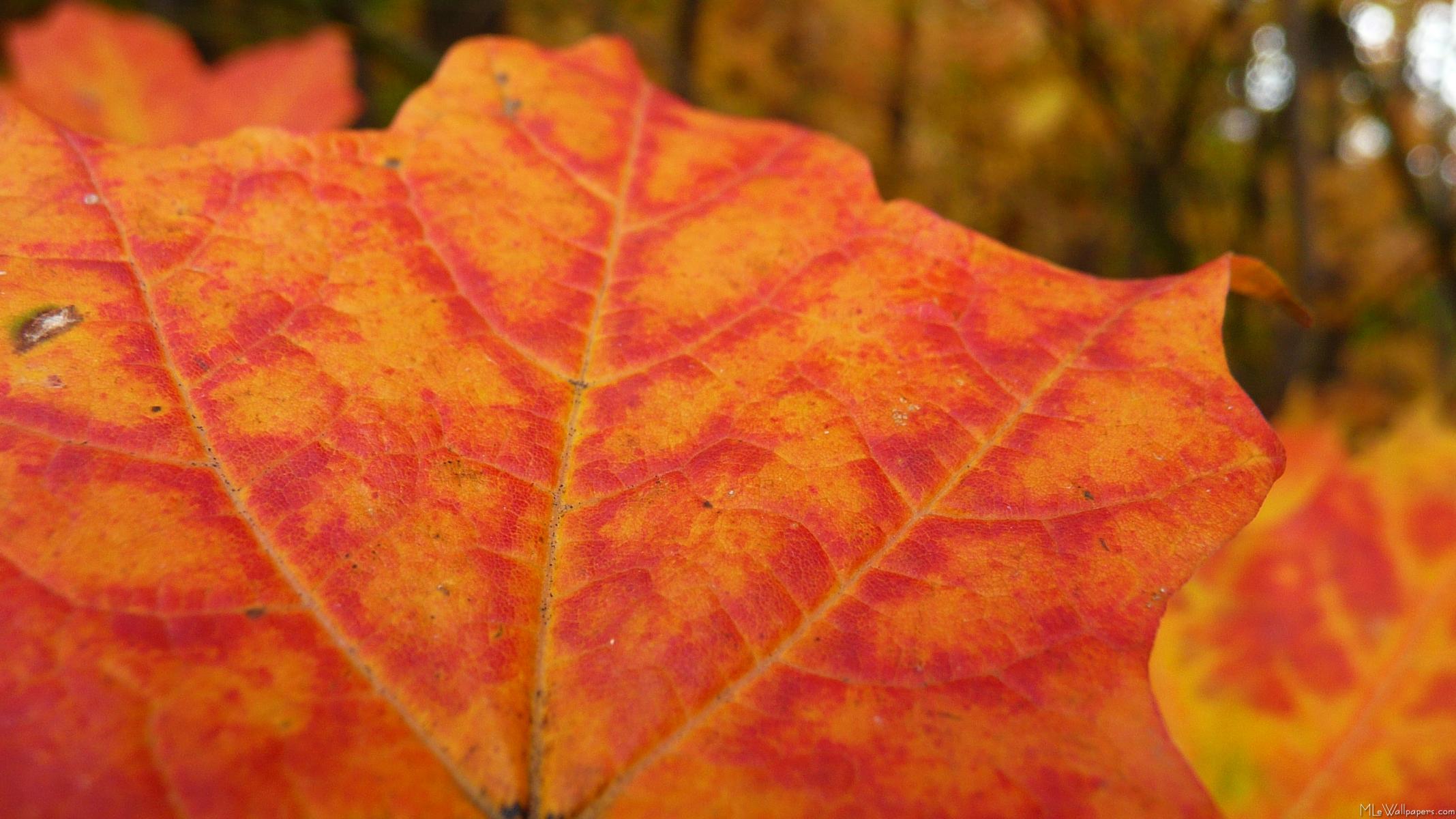 Orange Leaf Wallpapers