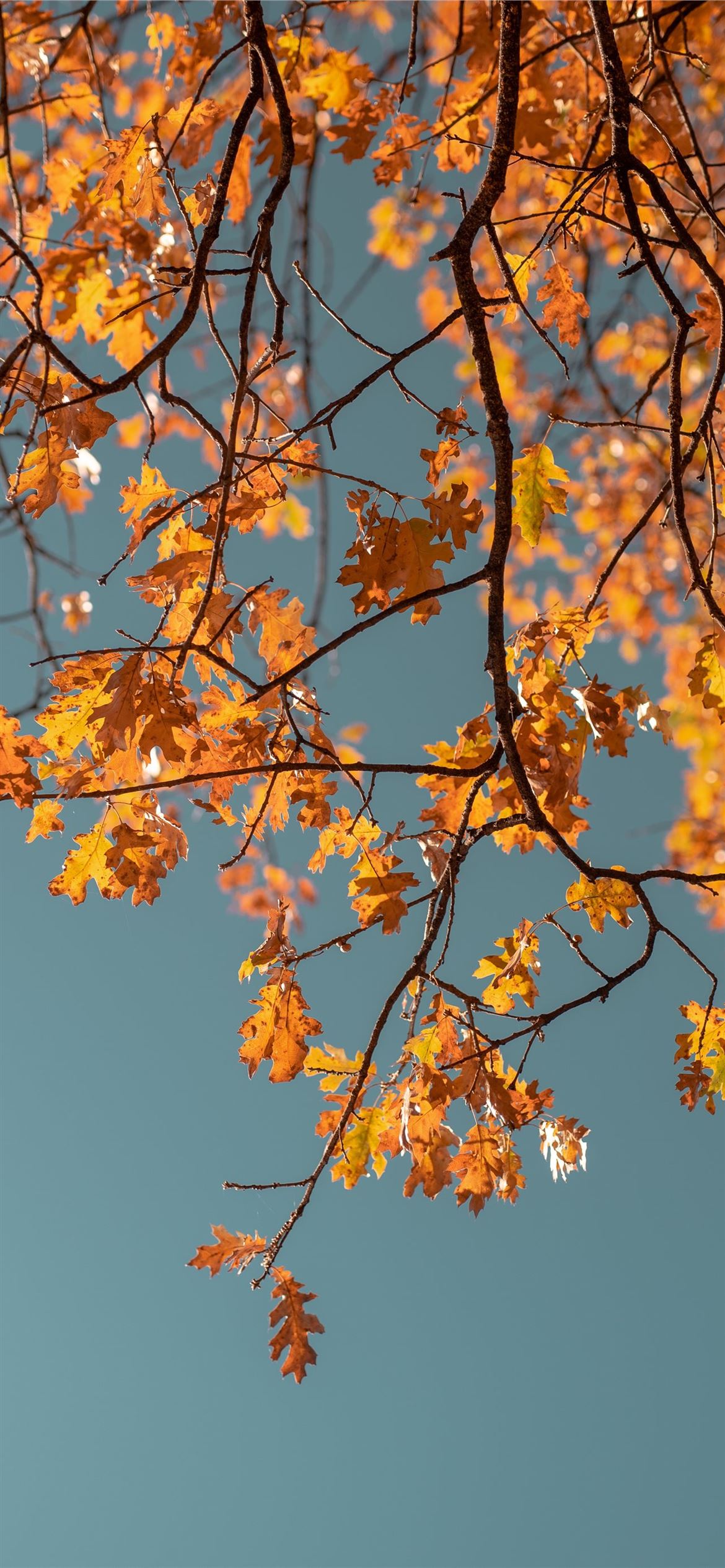 Orange Leaf Wallpapers