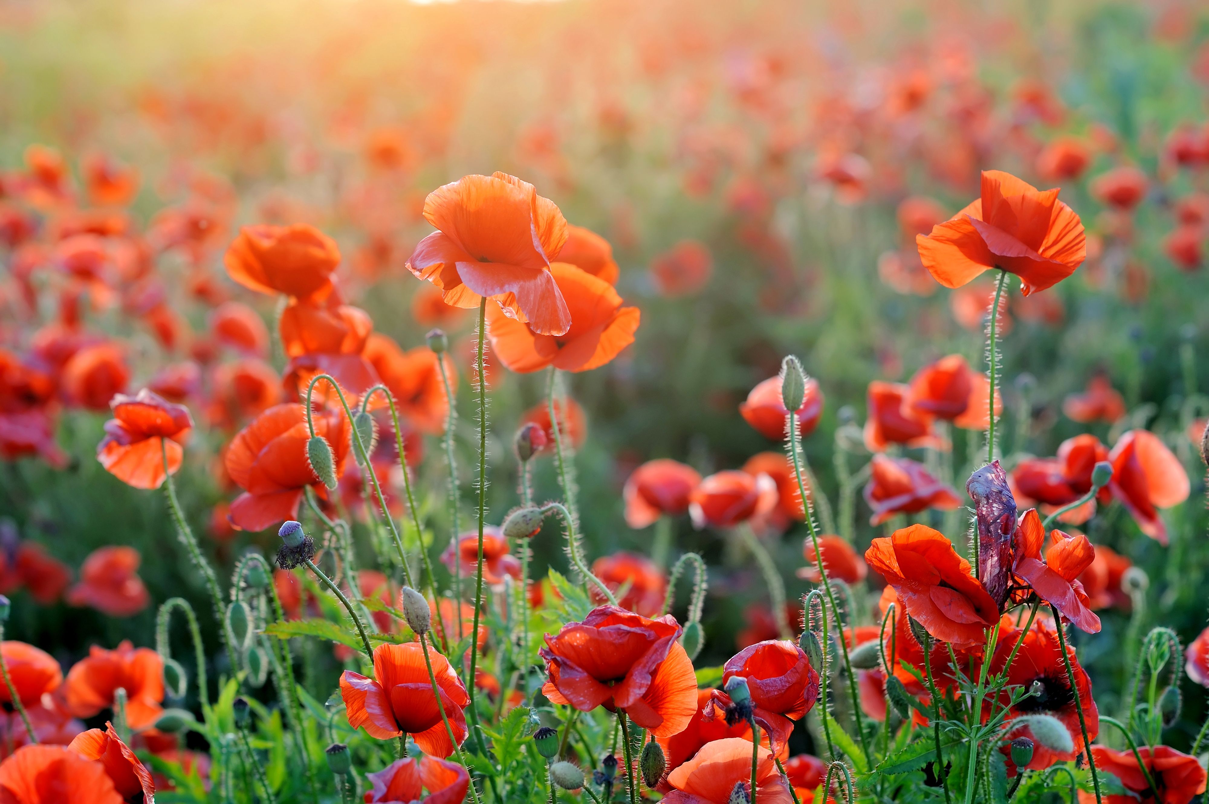 Orange Poppy Wallpapers