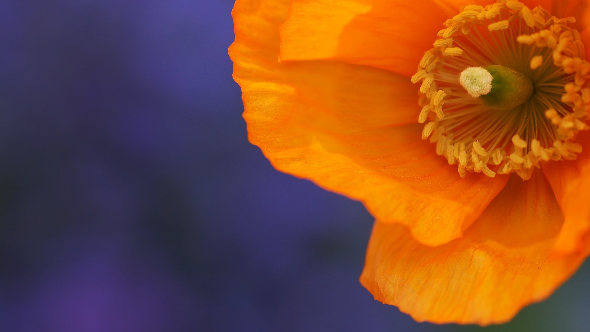 Orange Poppy Wallpapers