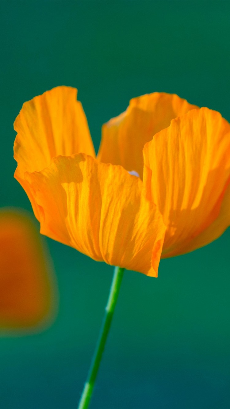 Orange Poppy Wallpapers