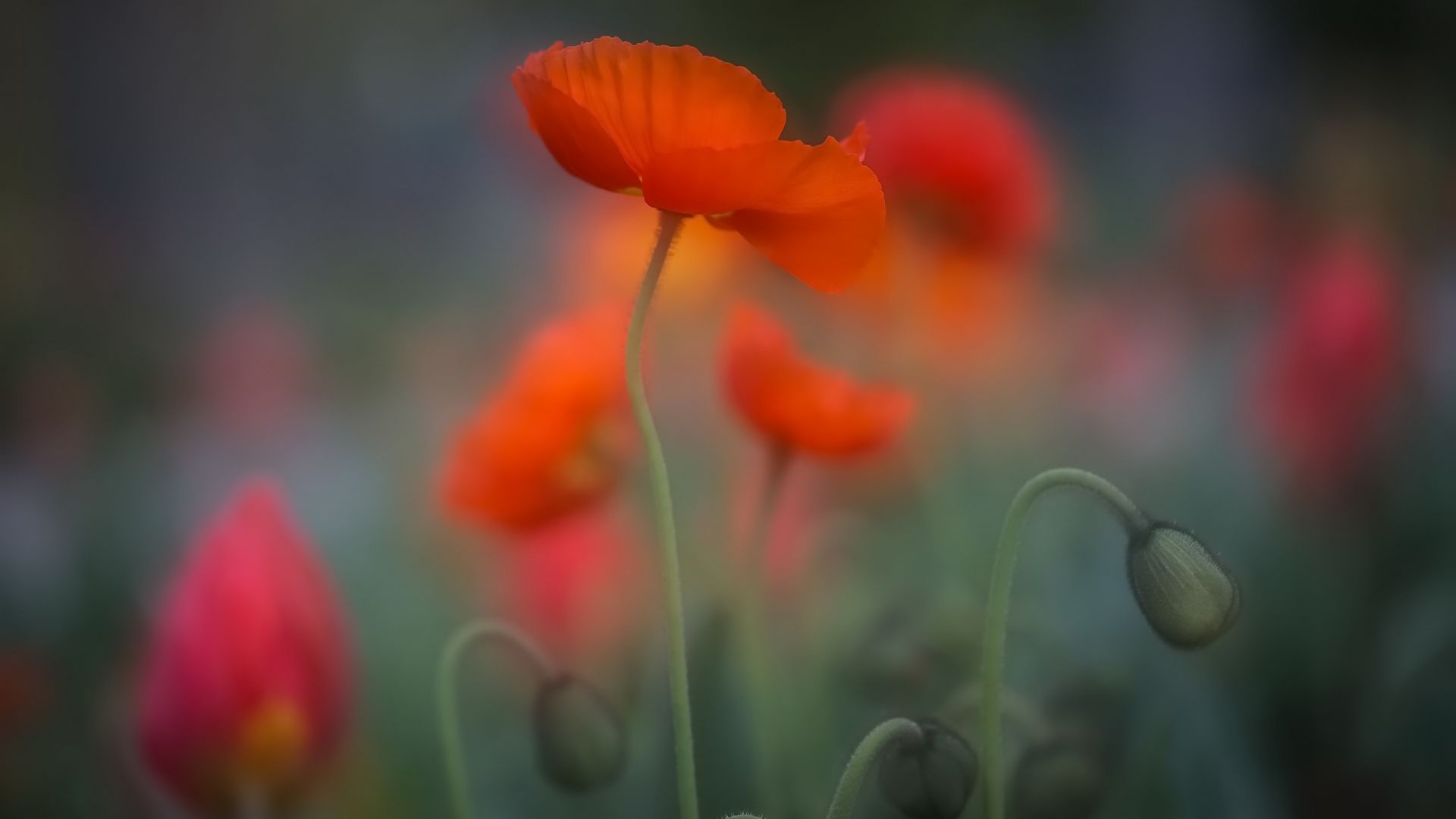 Orange Poppy Wallpapers