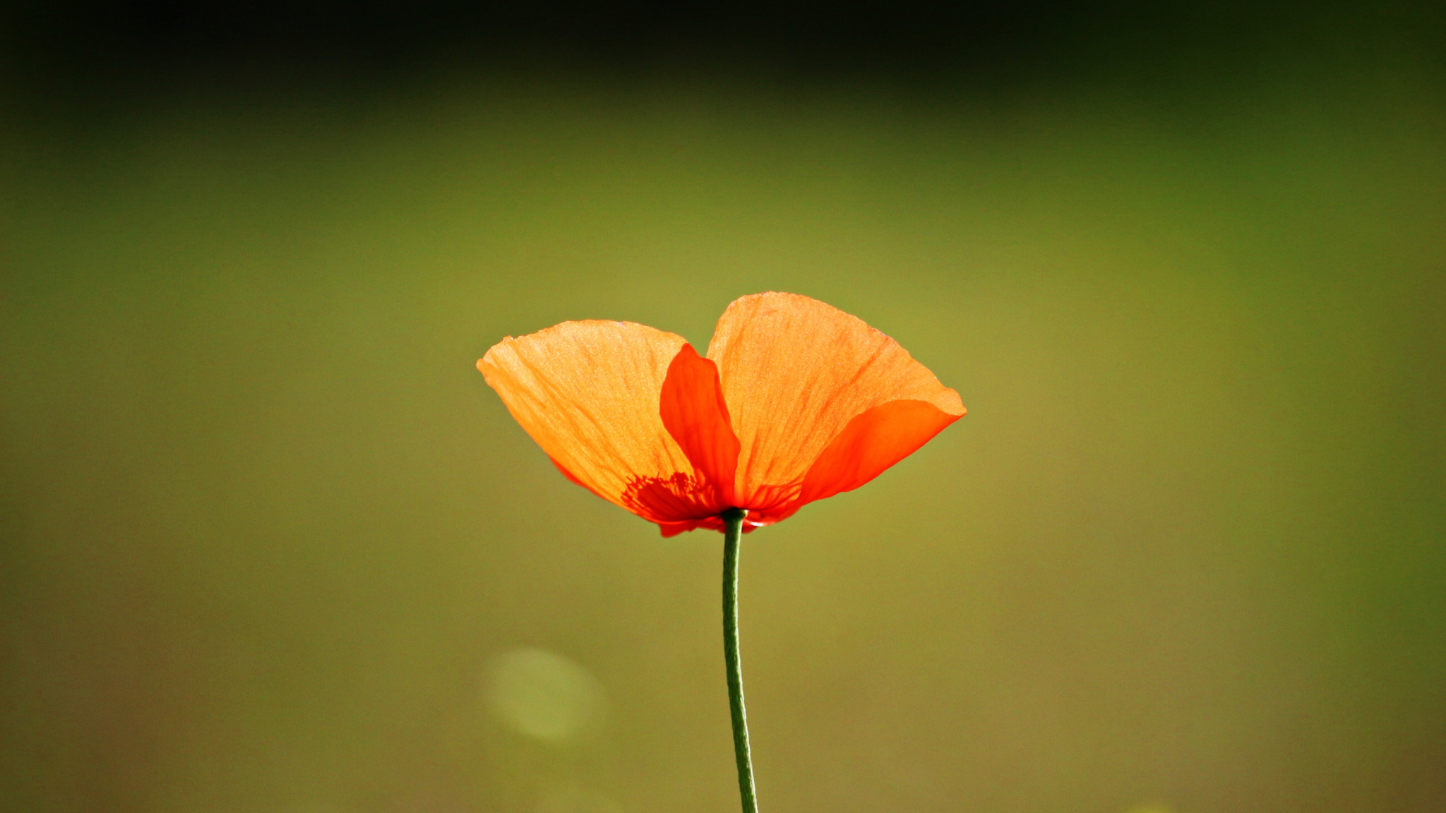 Orange Poppy Wallpapers