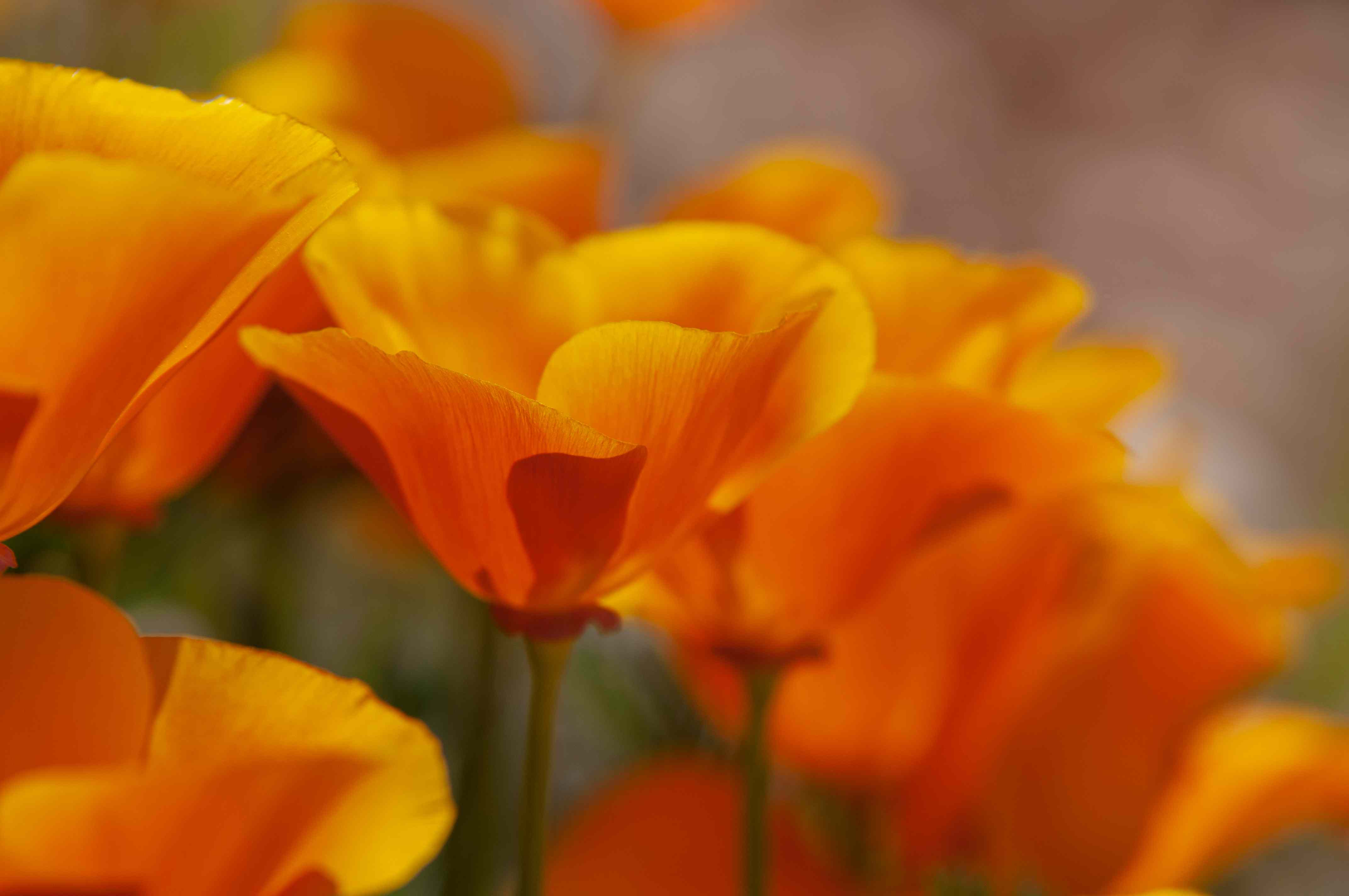 Orange Poppy Wallpapers