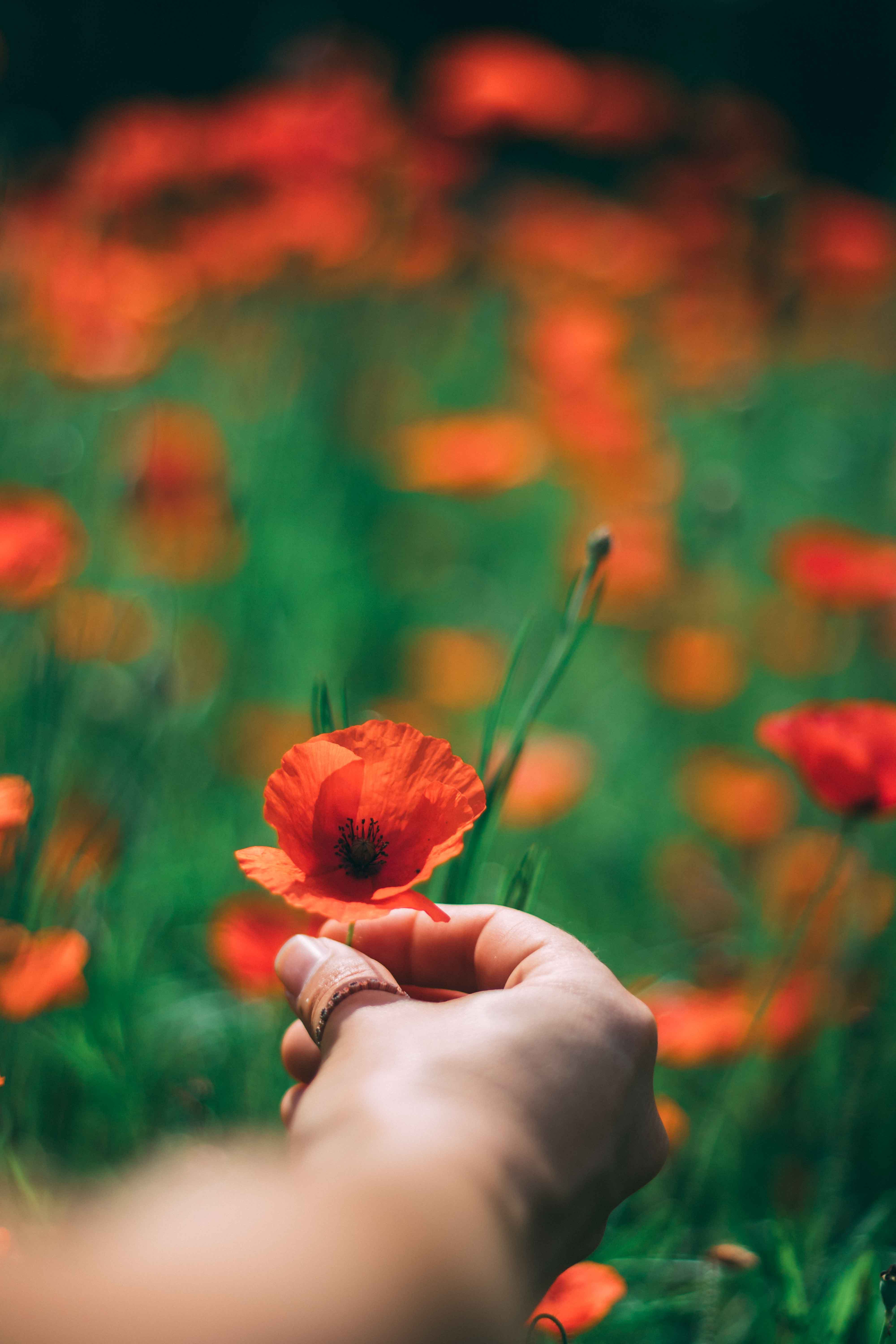 Orange Poppy Wallpapers