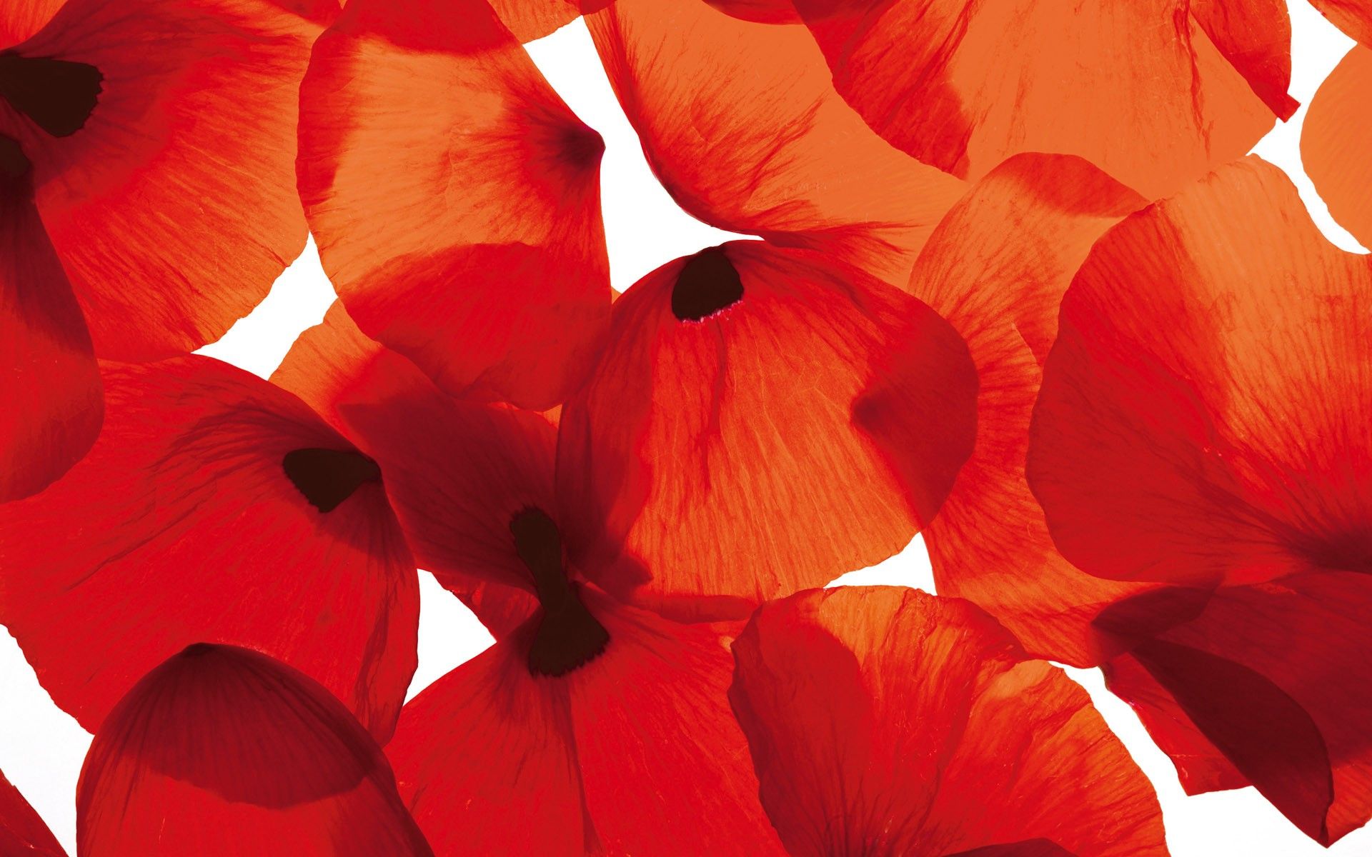 Orange Poppy Wallpapers