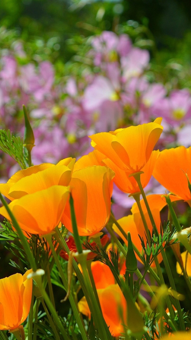 Orange Poppy Wallpapers