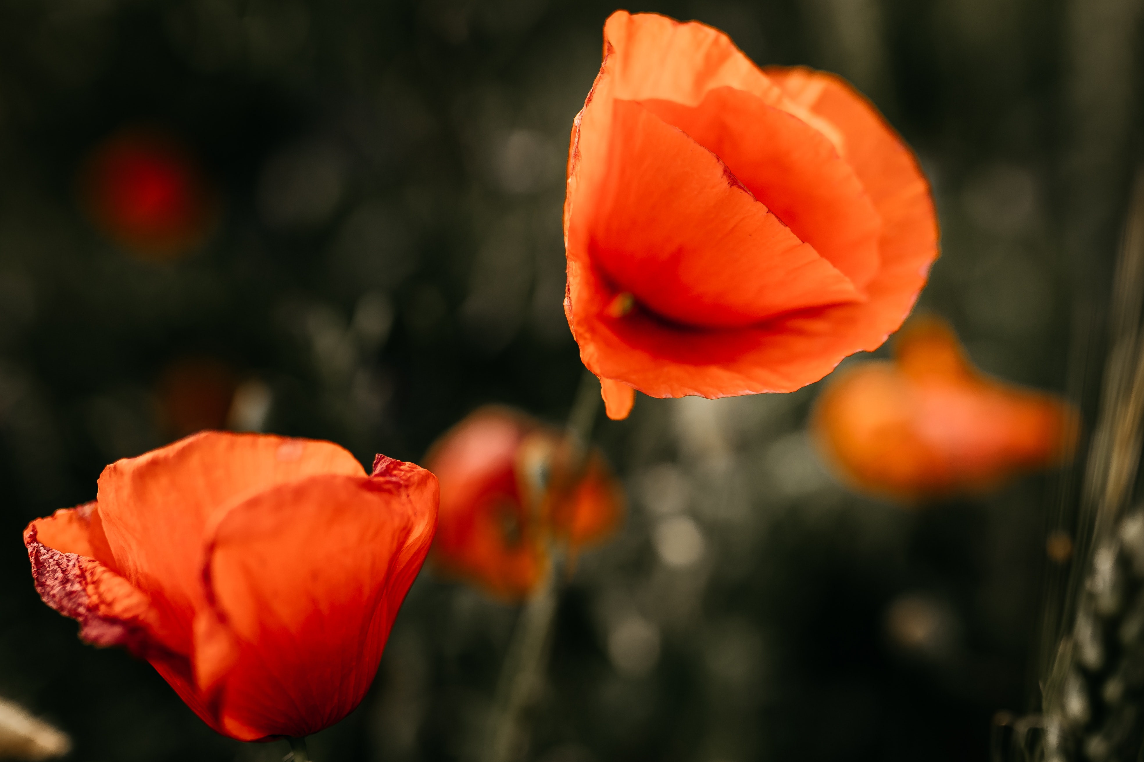 Orange Poppy Wallpapers