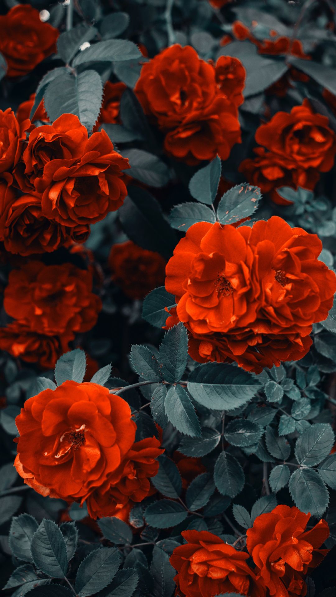 Orange Rose Iphone Wallpapers