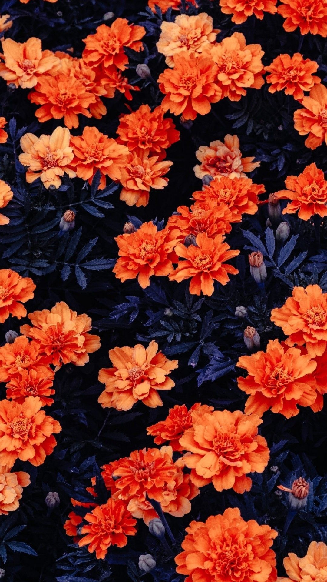 Orange Rose Iphone Wallpapers