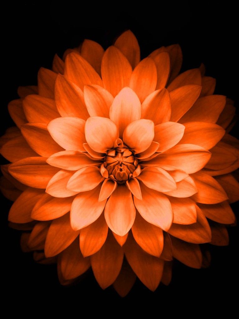 Orange Rose Iphone Wallpapers