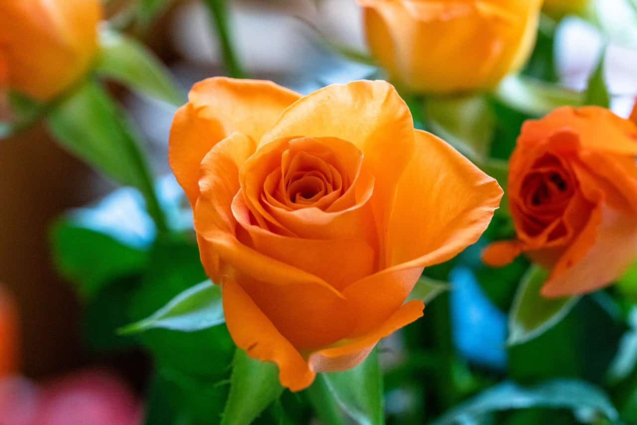 Orange Roses Wallpapers