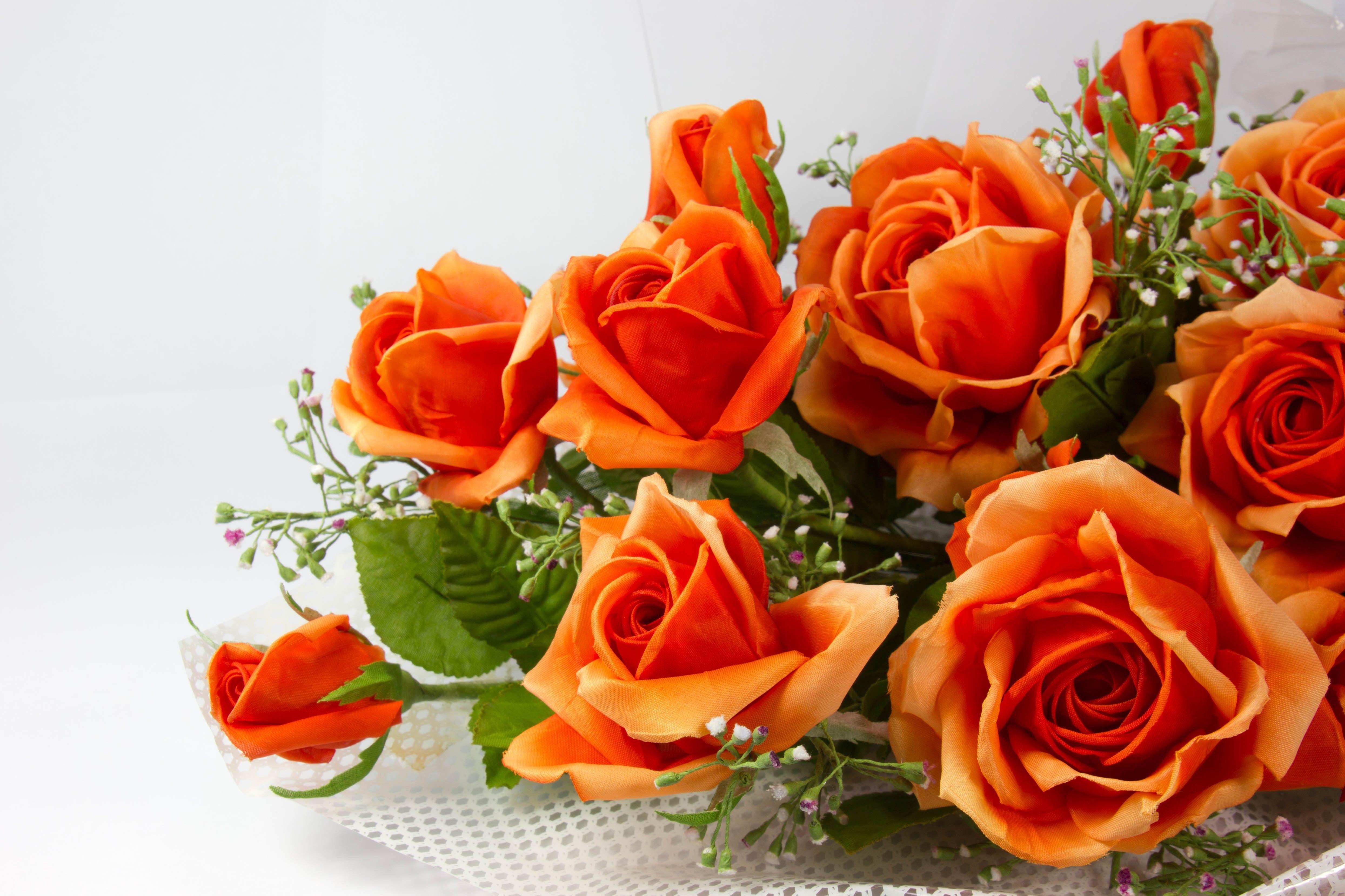 Orange Roses Wallpapers