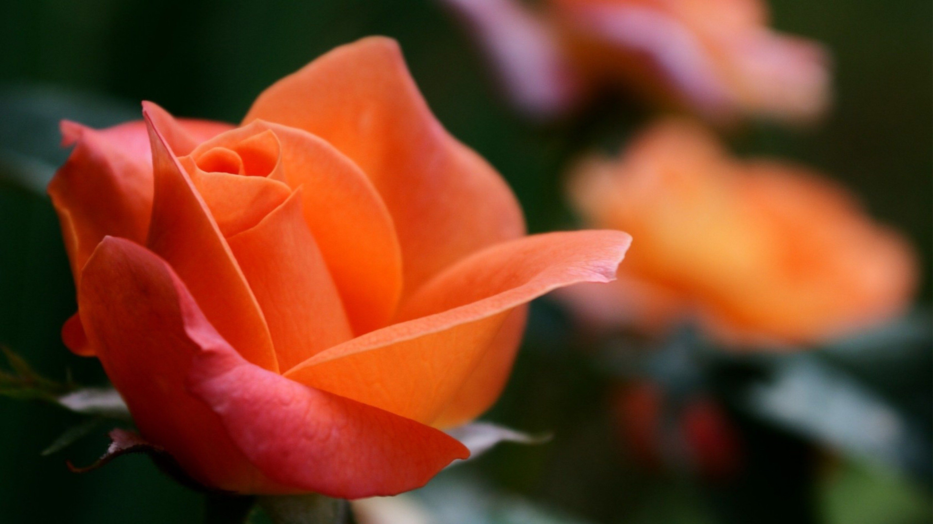 Orange Roses Desktop Wallpapers