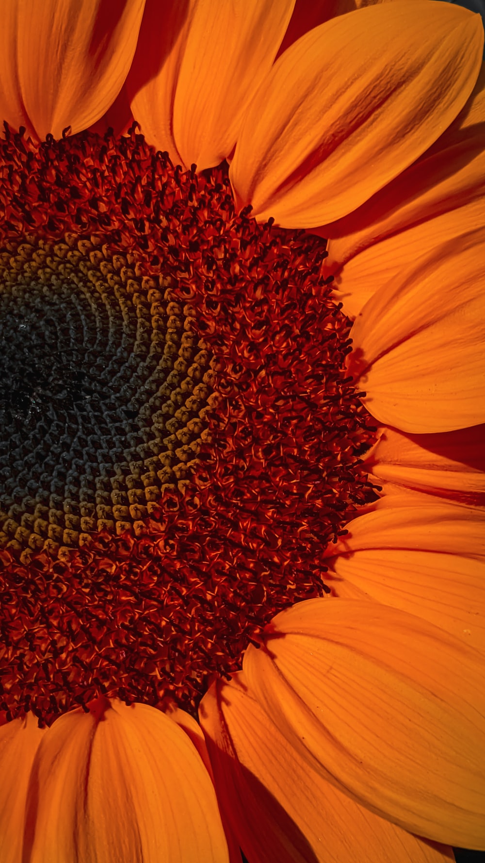 Orange Sunflower Wallpapers