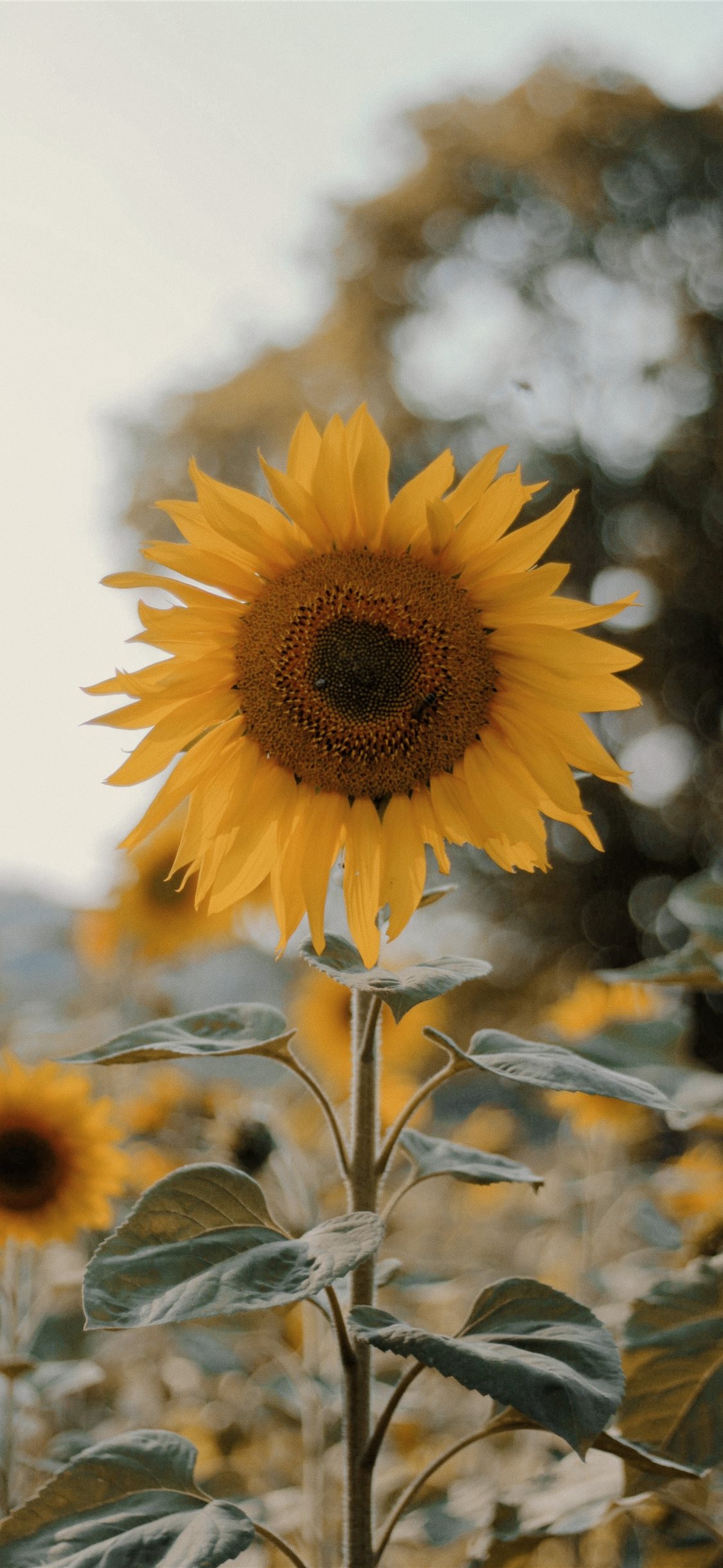 Orange Sunflower Wallpapers