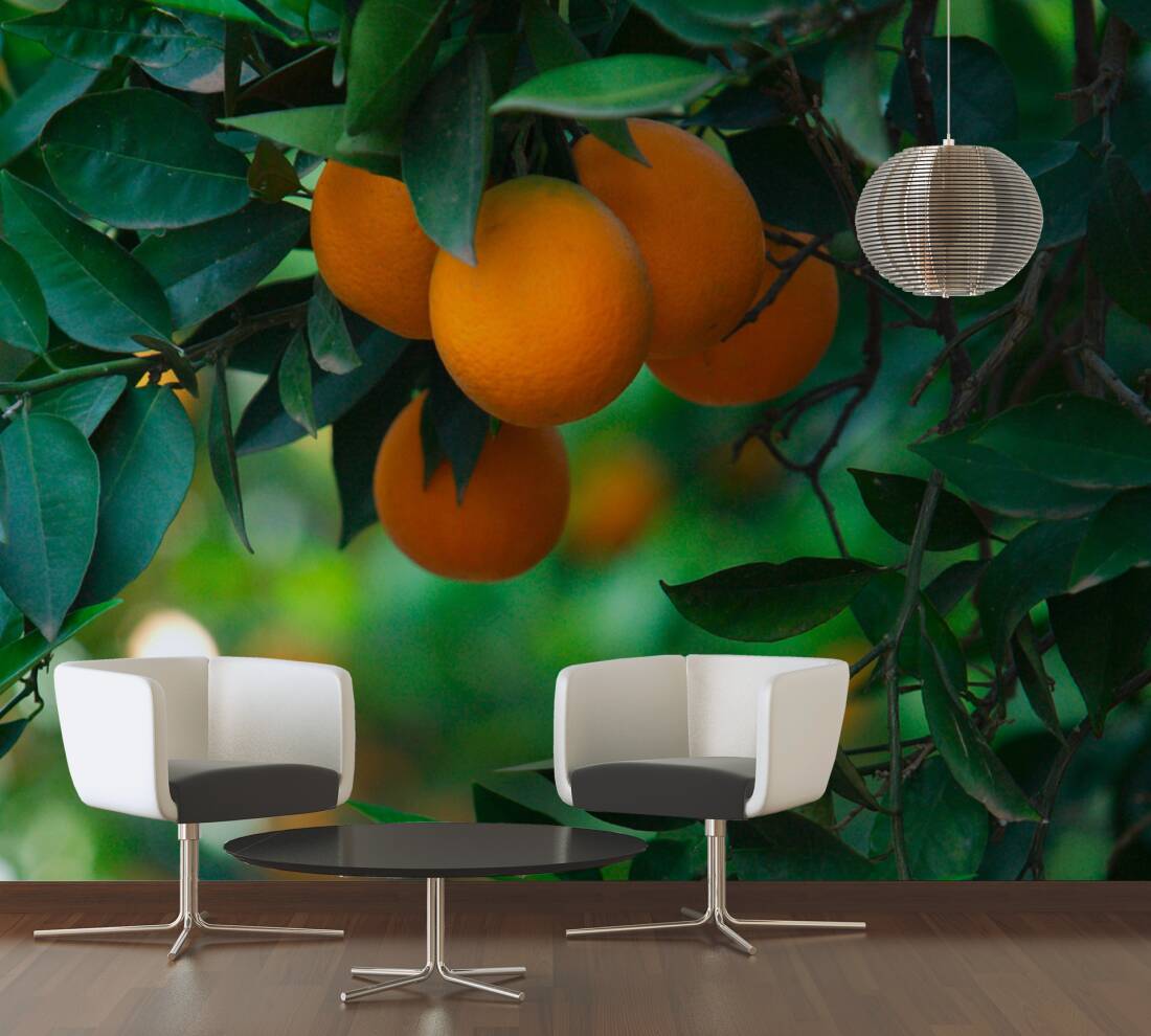 Orange Tree Wallpapers