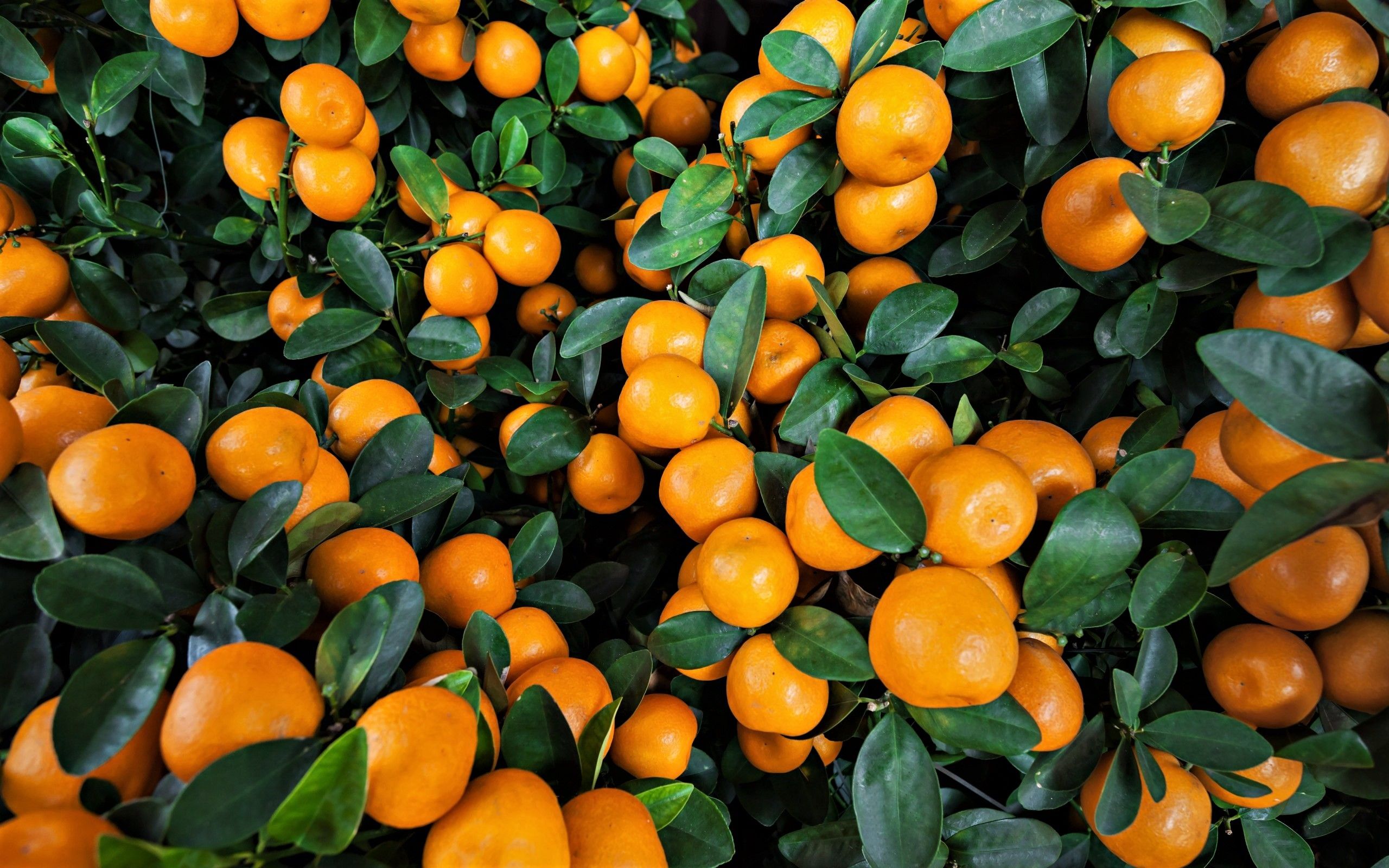 Orange Tree Wallpapers