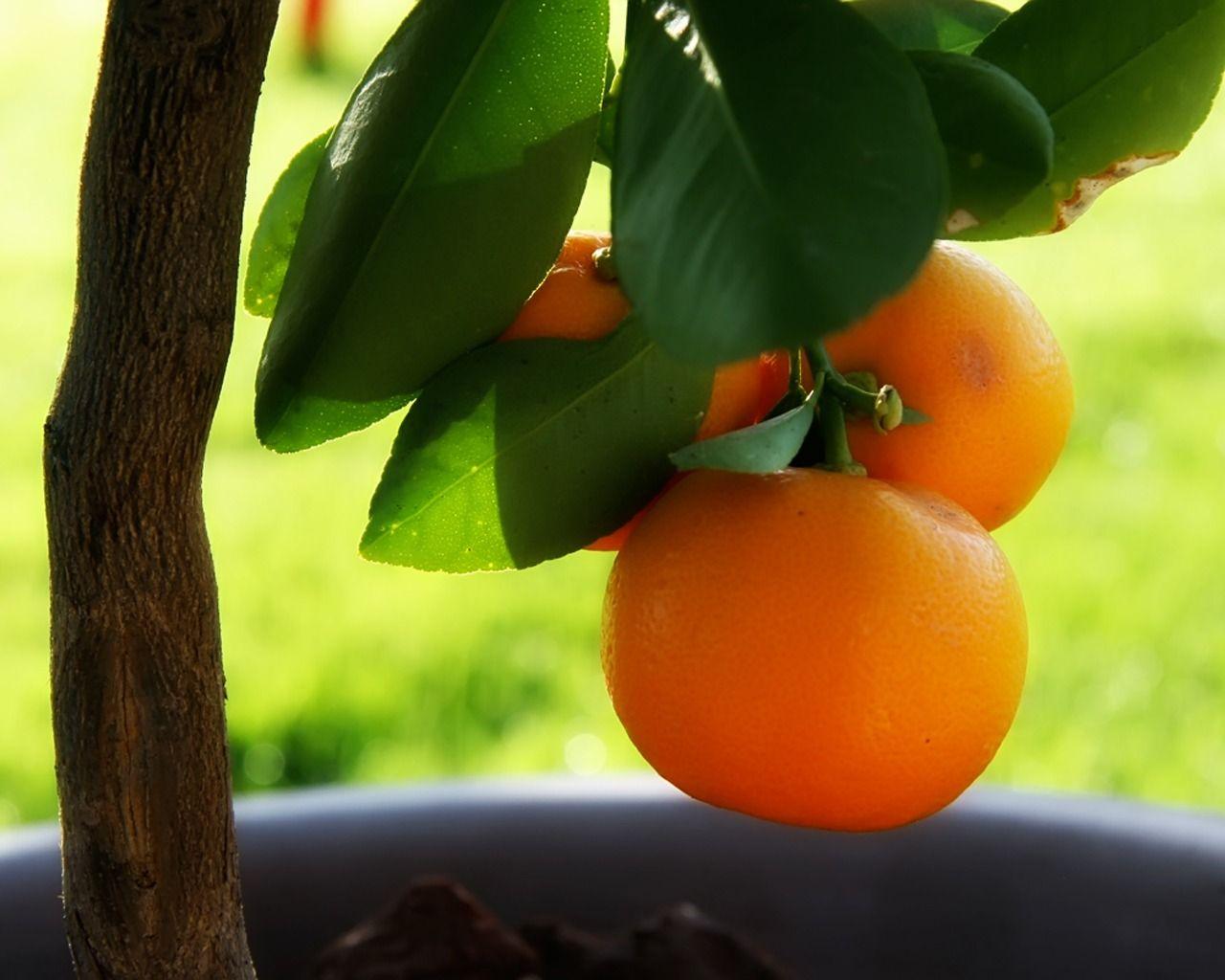 Orange Tree Wallpapers