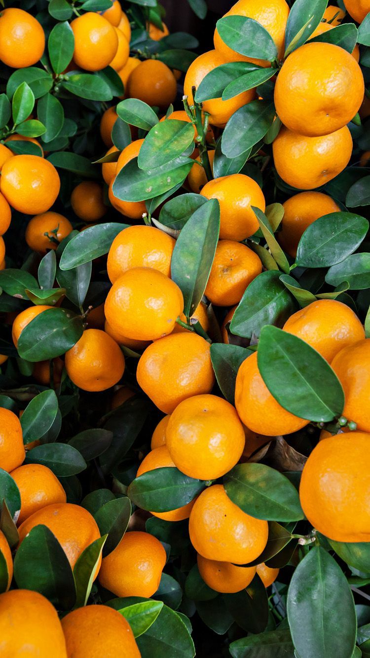 Orange Tree Wallpapers