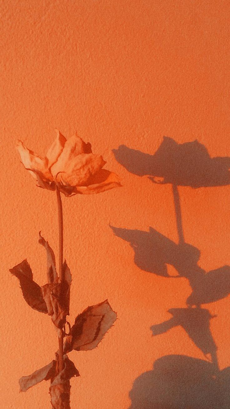 Orange Tumblr Aesthetic Wallpapers