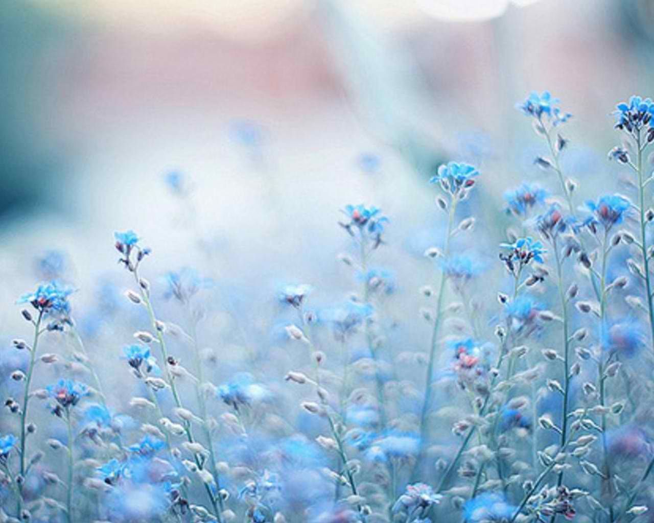 Pastel Blue Flower Wallpapers