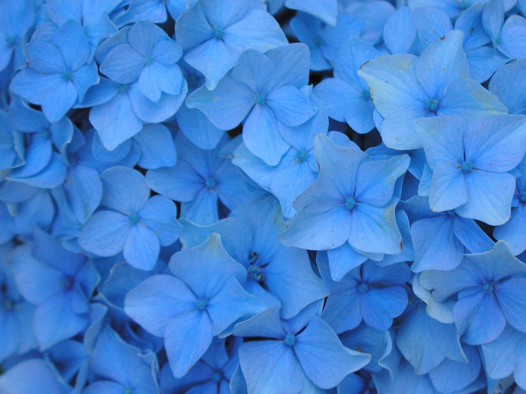 Pastel Blue Flower Wallpapers