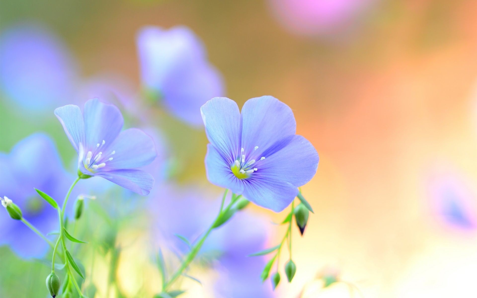 Pastel Blue Flower Wallpapers