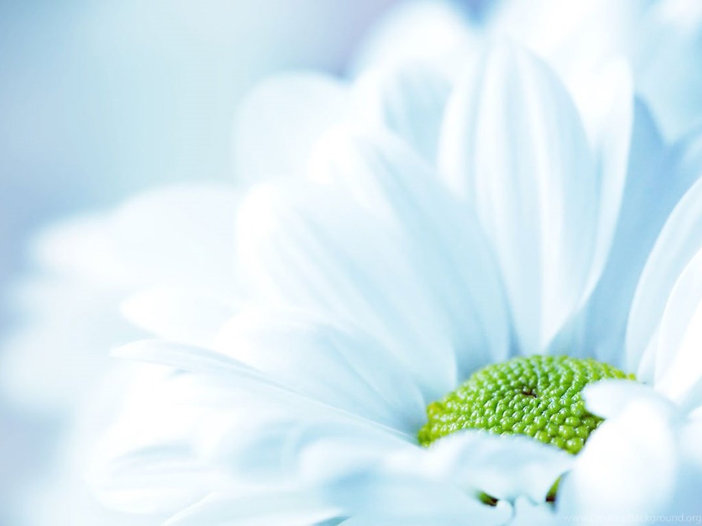 Pastel Blue Flower Wallpapers