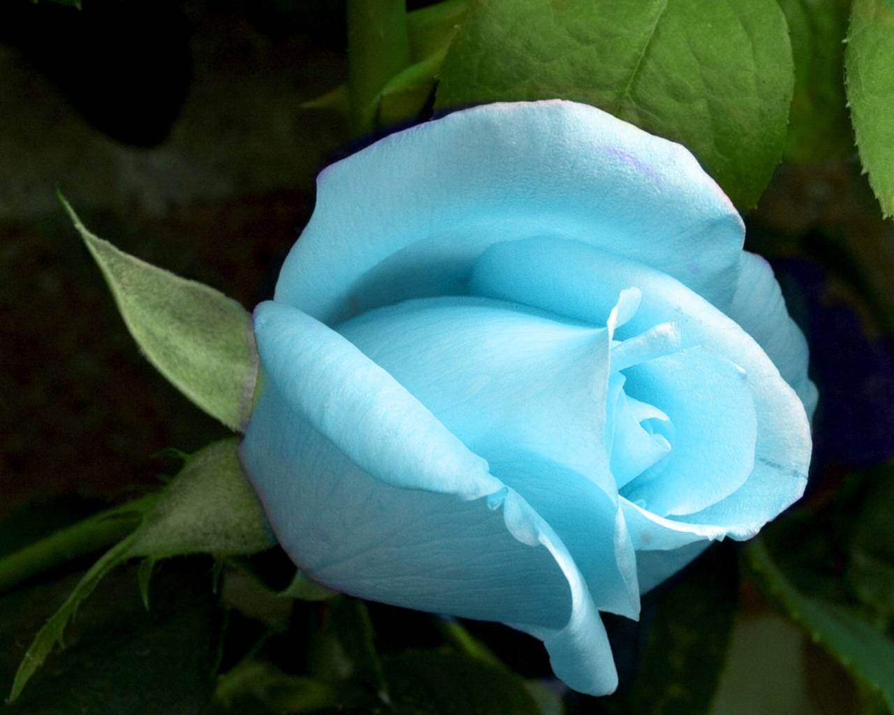 Pastel Blue Flower Wallpapers