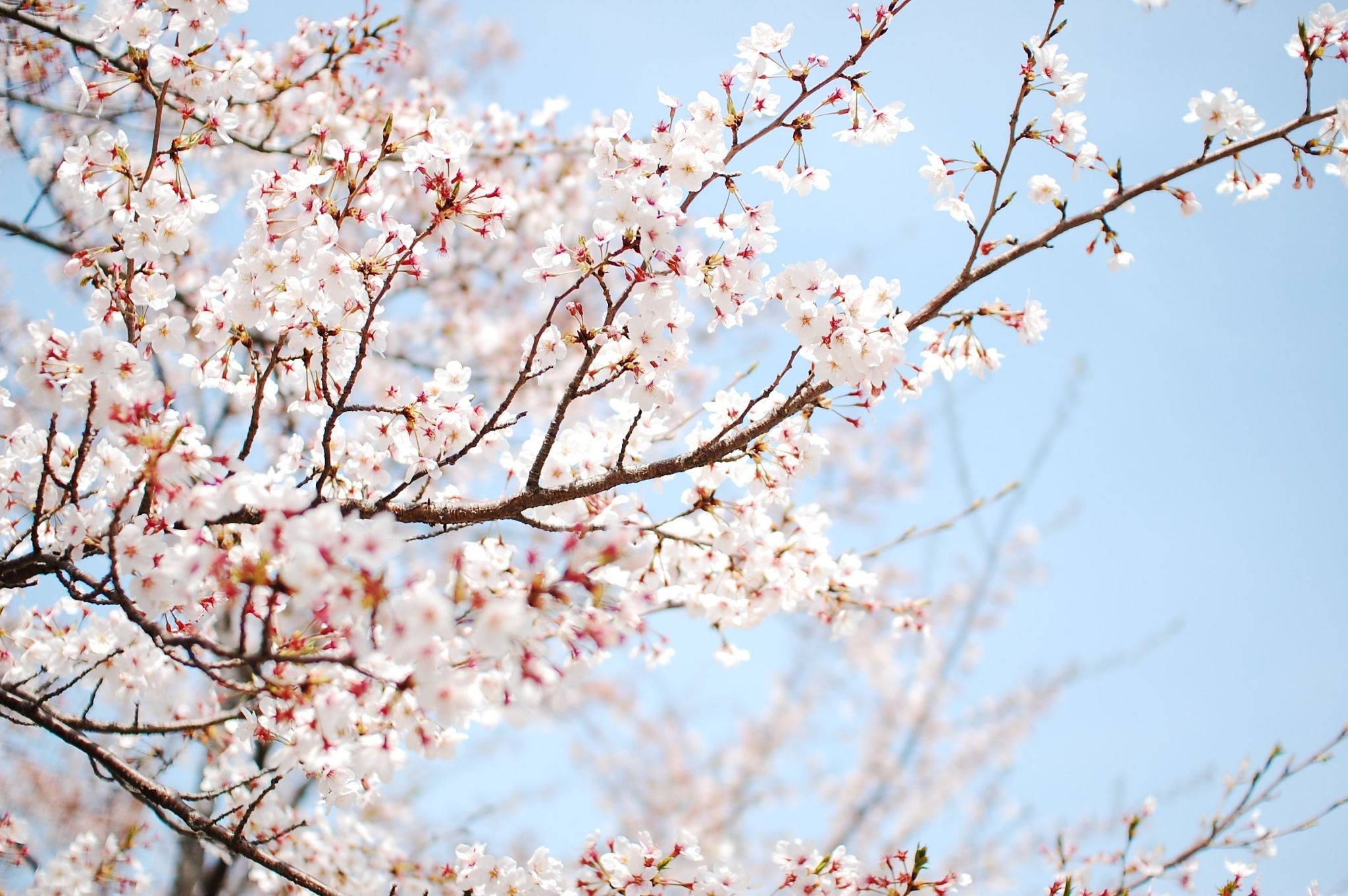 Pastel Cherry Blossom Wallpapers