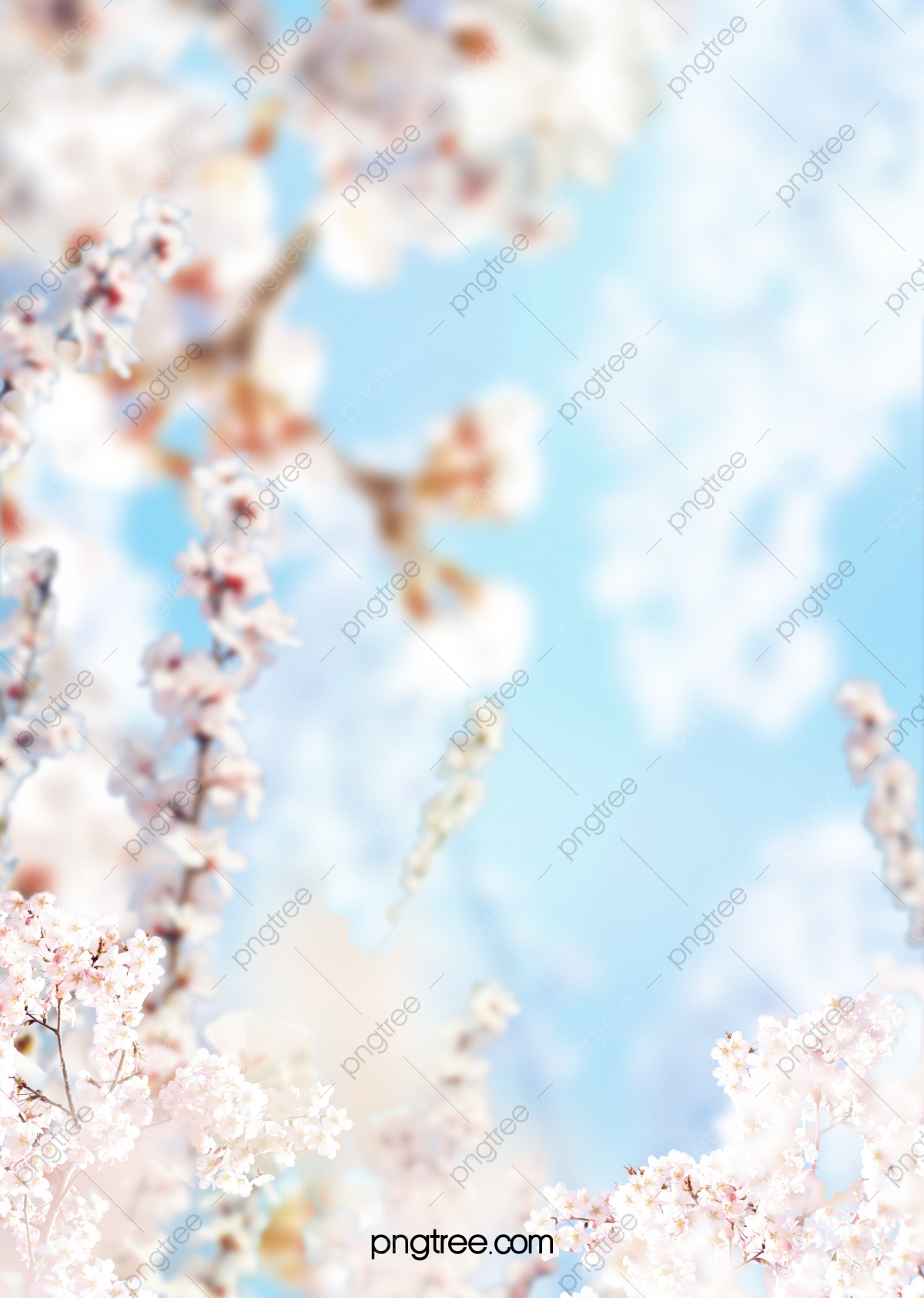 Pastel Cherry Blossom Wallpapers