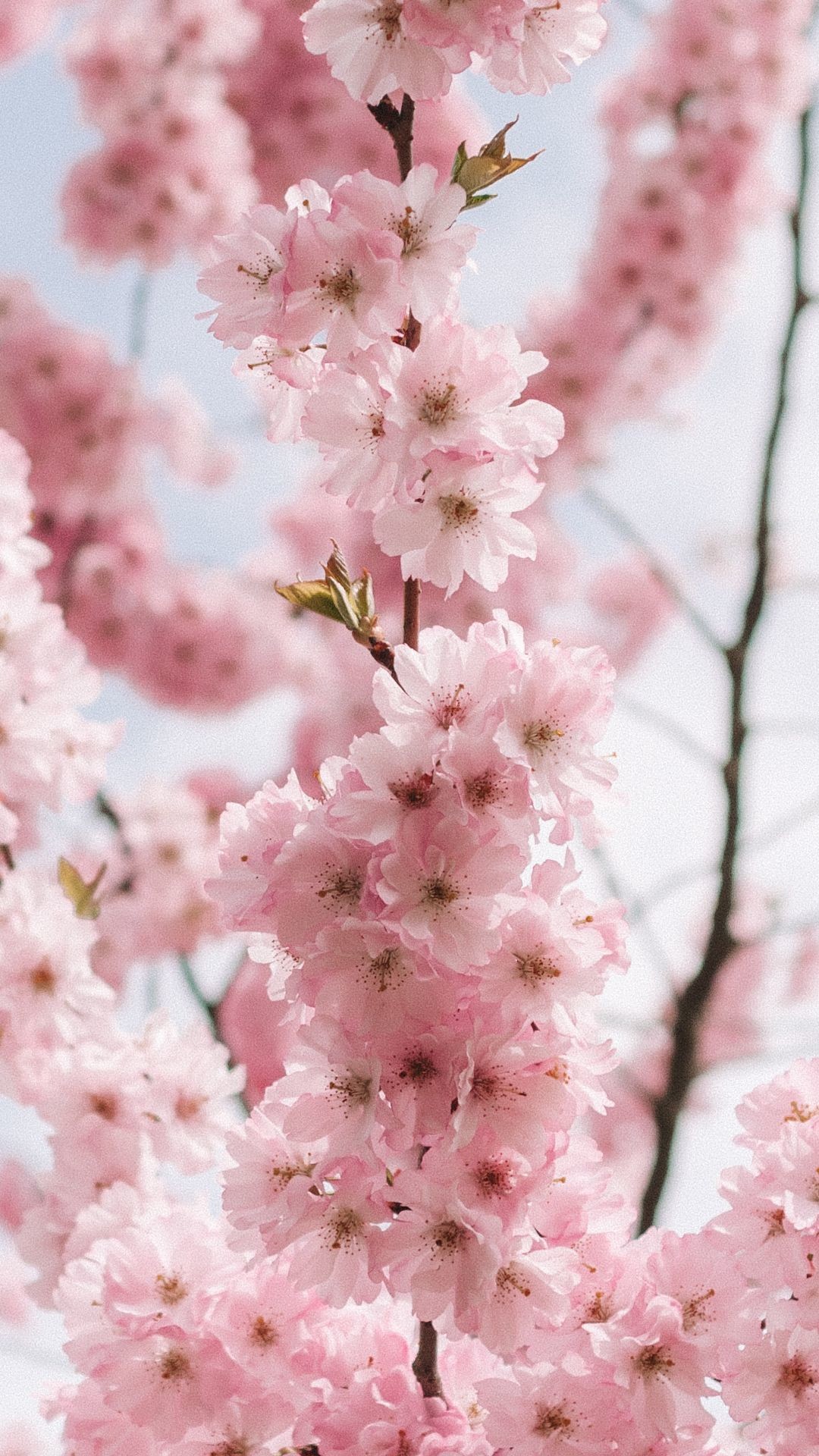 Pastel Cherry Blossom Wallpapers