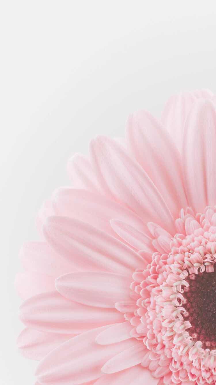 Pastel Floral Wallpapers