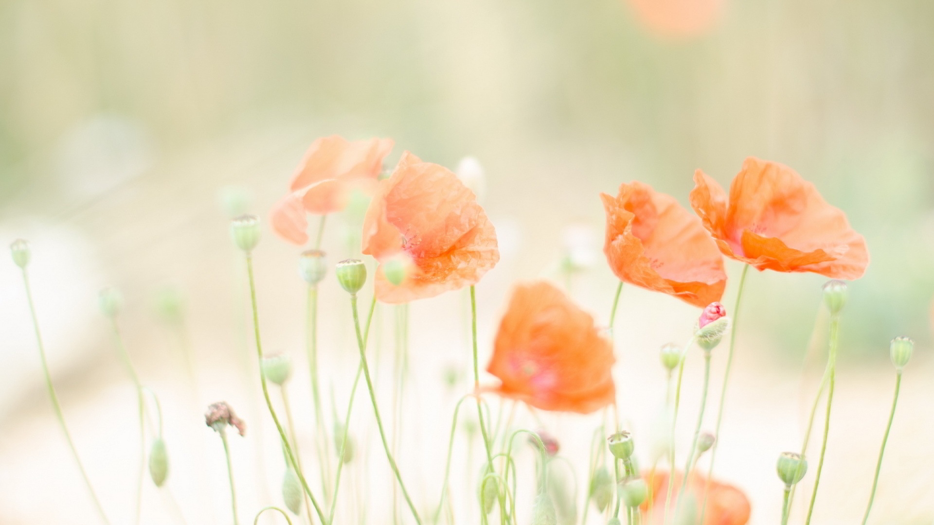 Pastel Flower Wallpapers