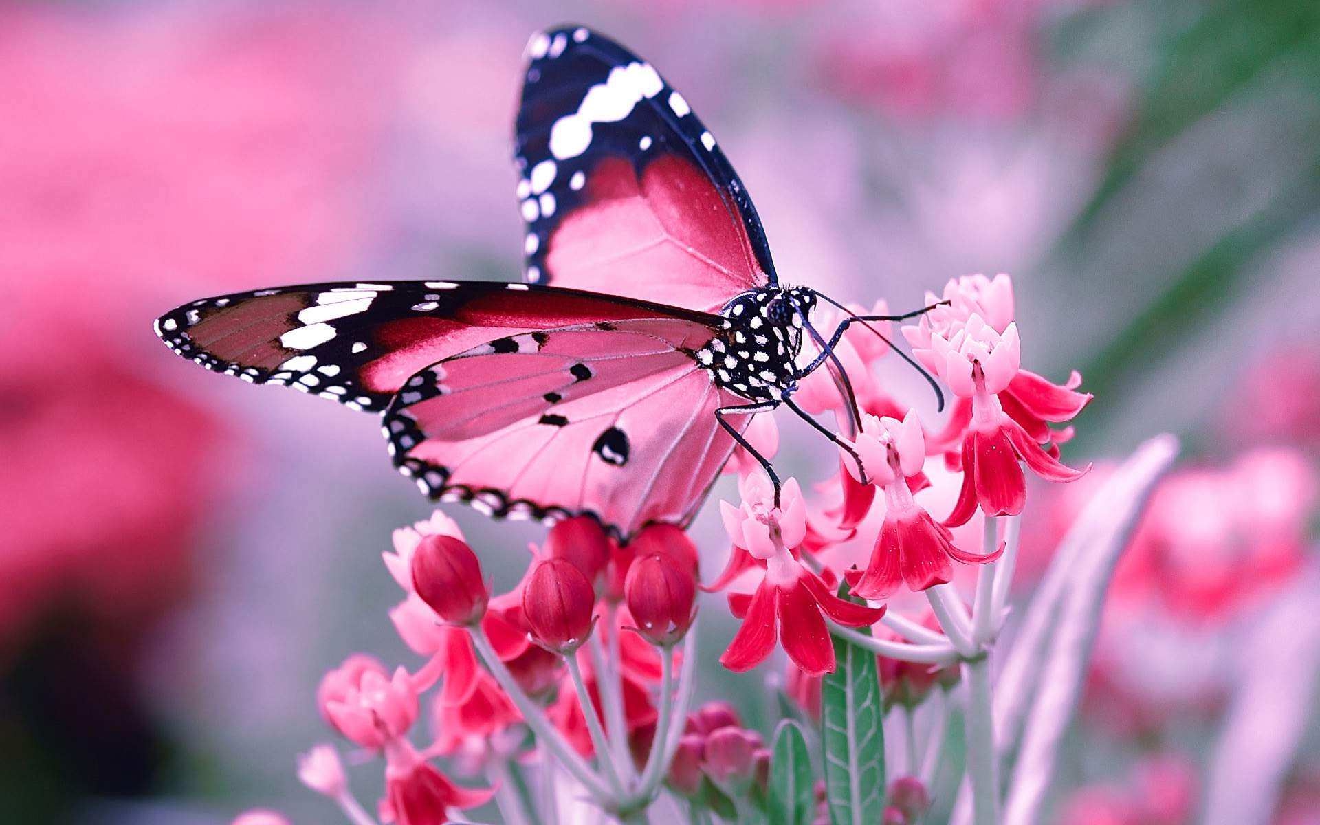 Pastel Flowers Butterflies Wallpapers