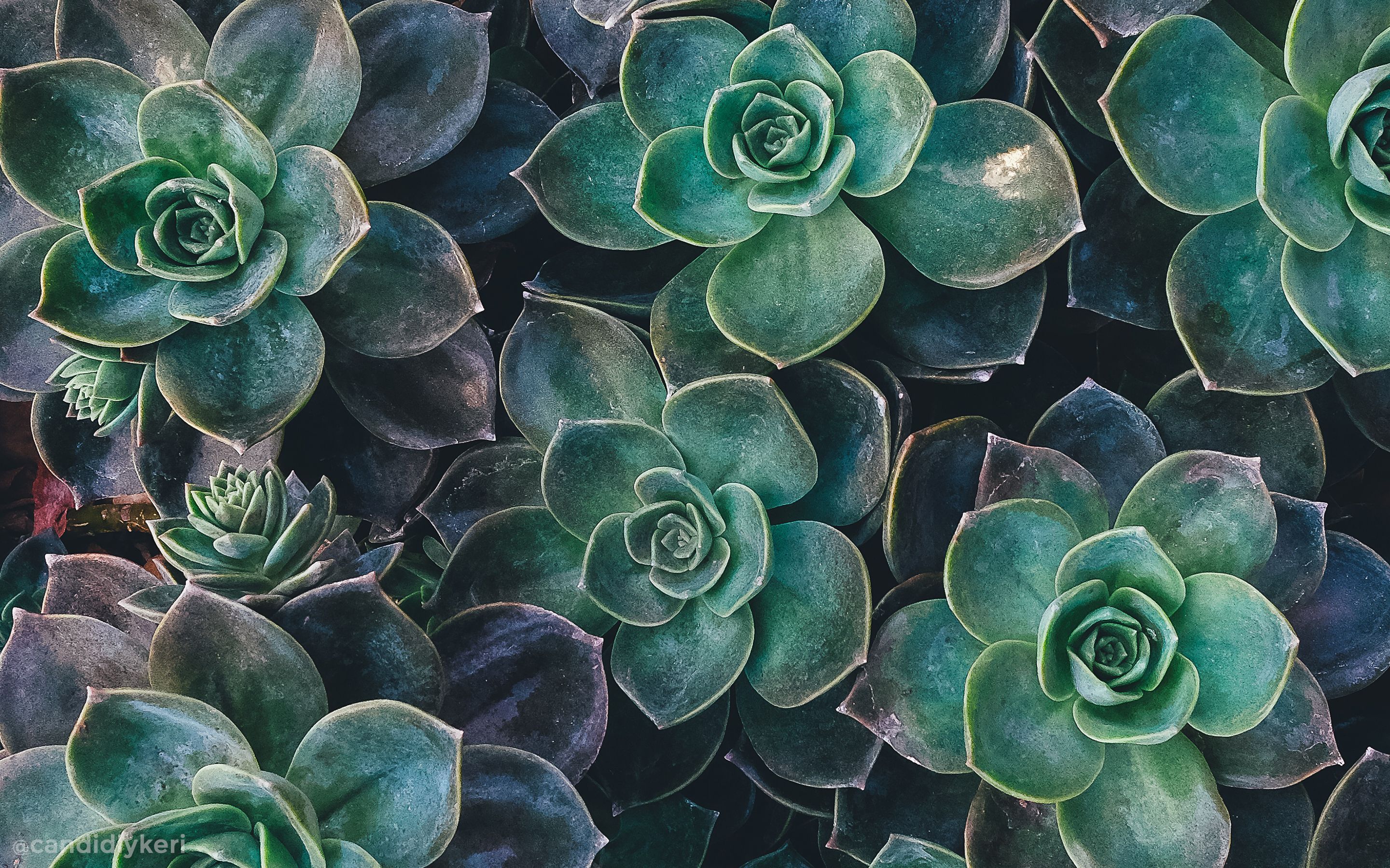 Pastel Green Aesthetic Desktop Wallpapers