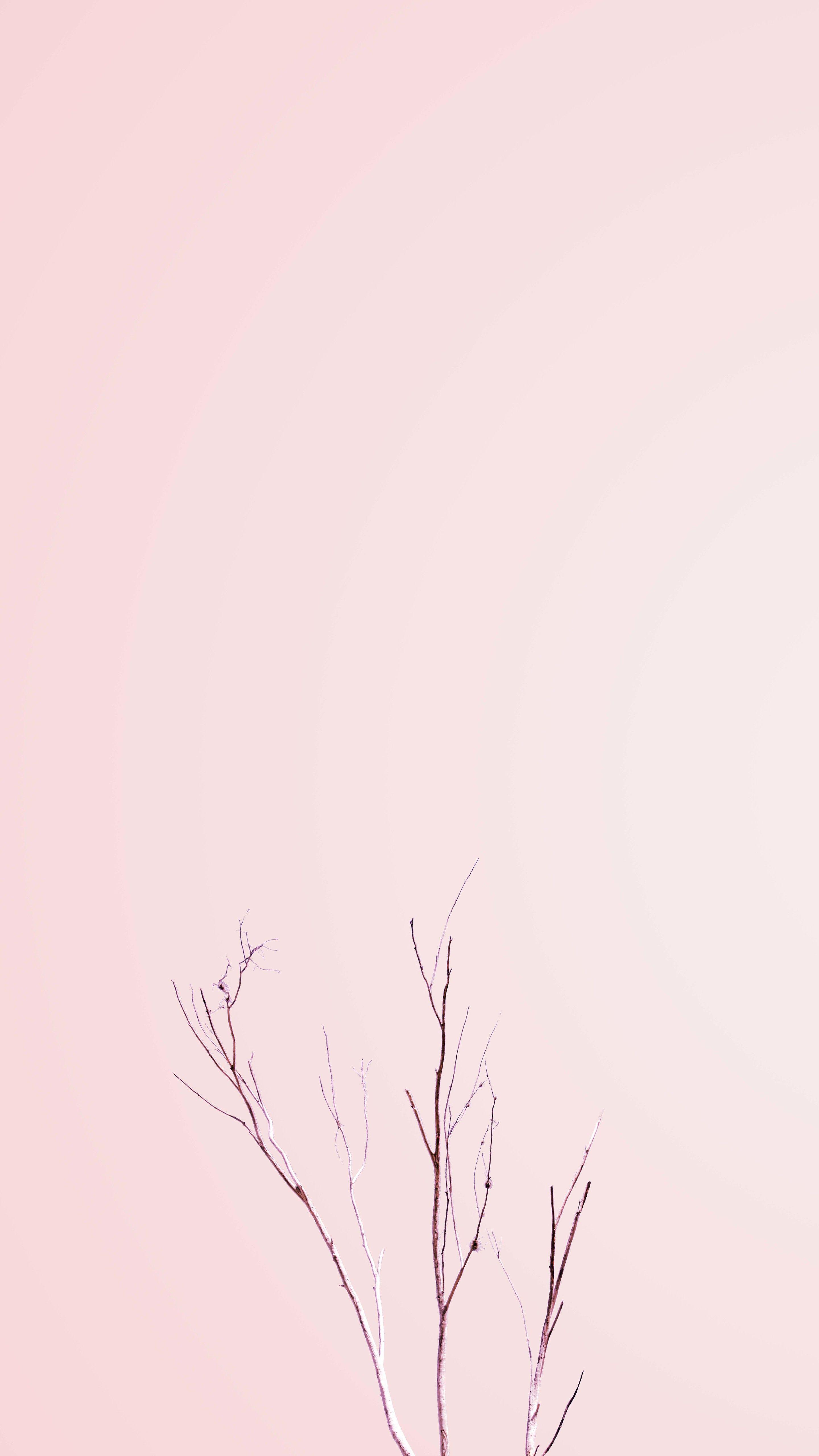 Pastel Minimalist Wallpapers