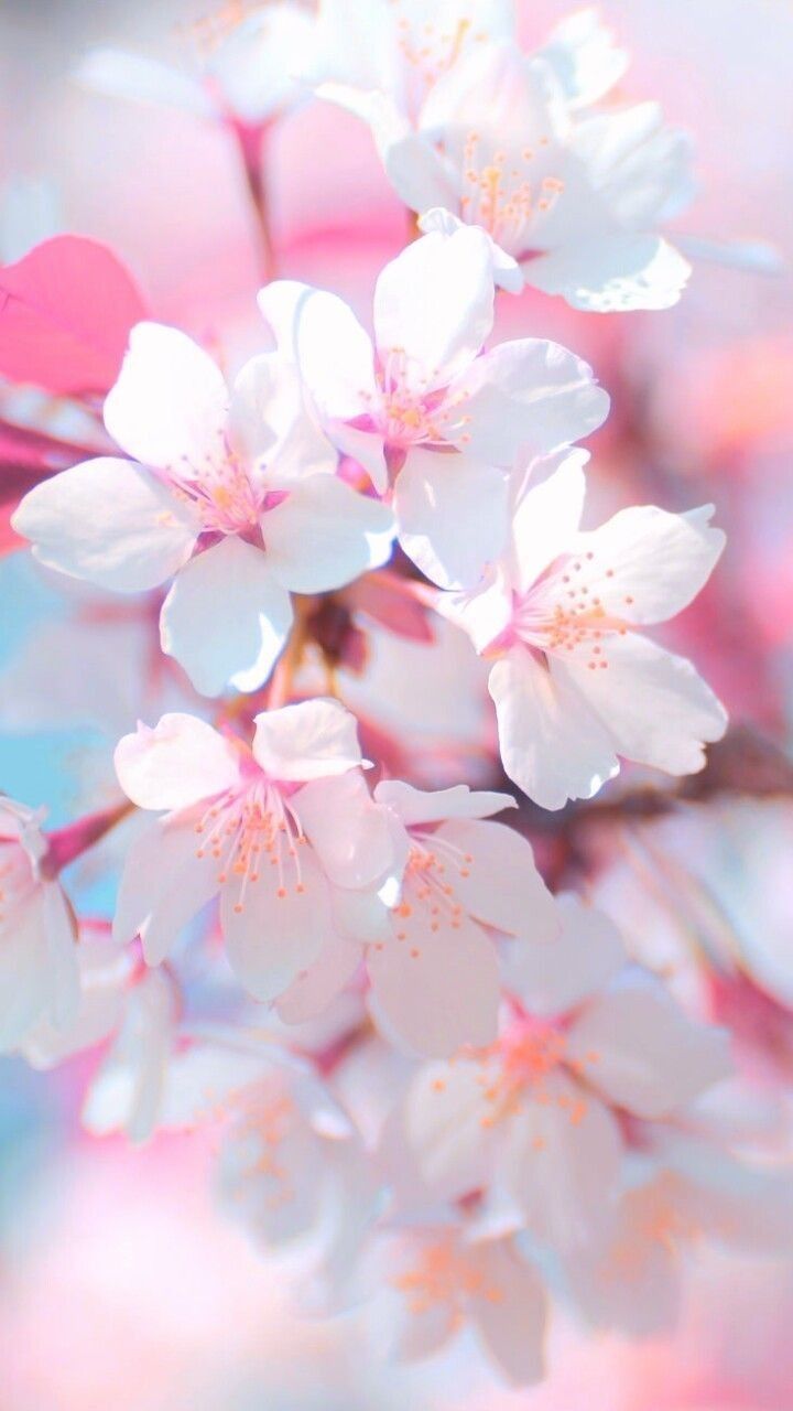 Pastel Pink Flower Wallpapers