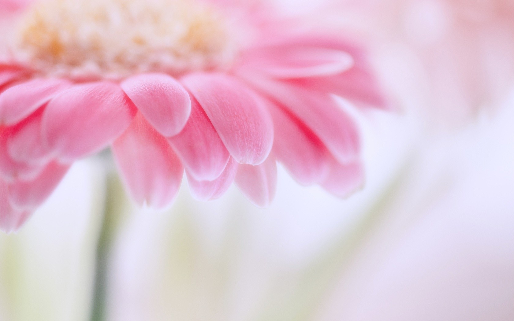 Pastel Pink Flower Wallpapers