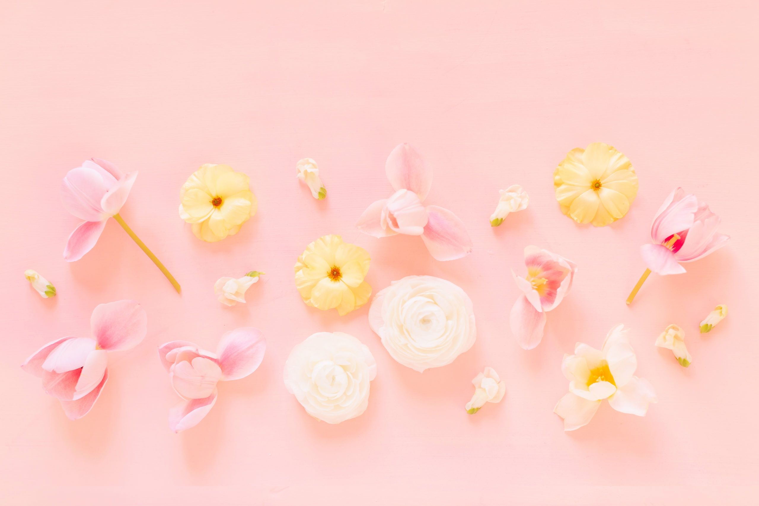 Pastel Pink Flower Desktop Wallpapers