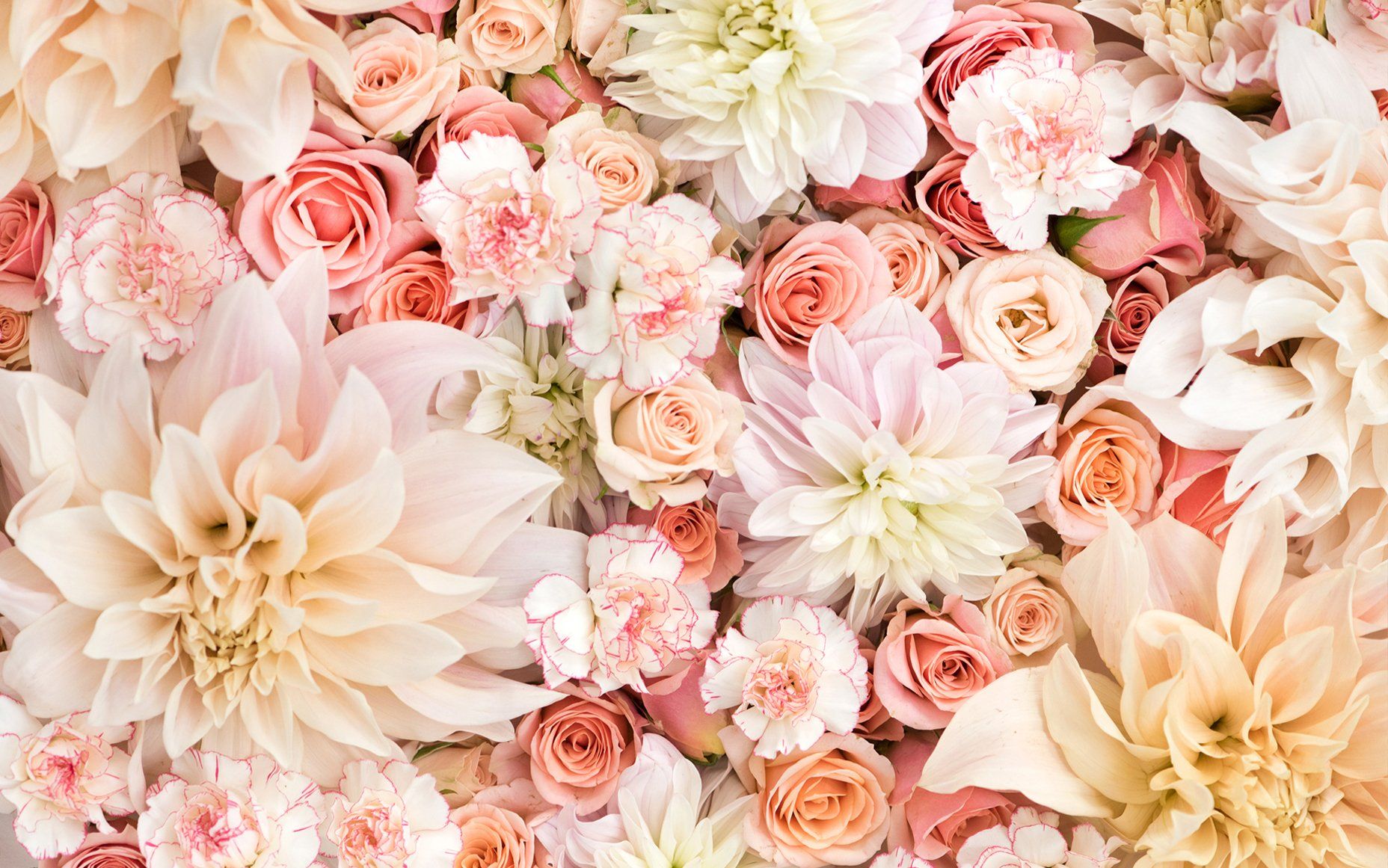 Pastel Pink Flower Desktop Wallpapers