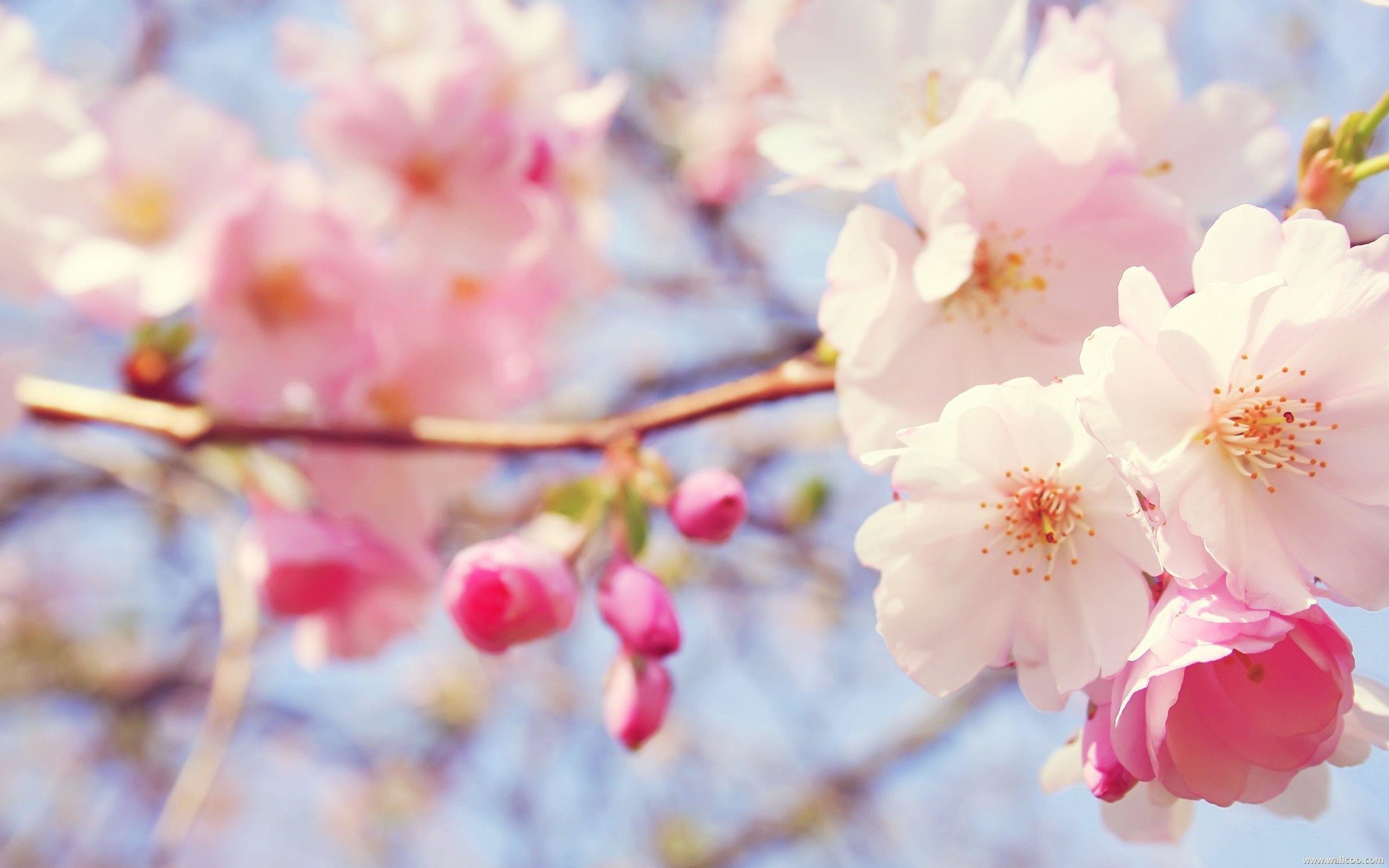 Pastel Pink Flower Desktop Wallpapers