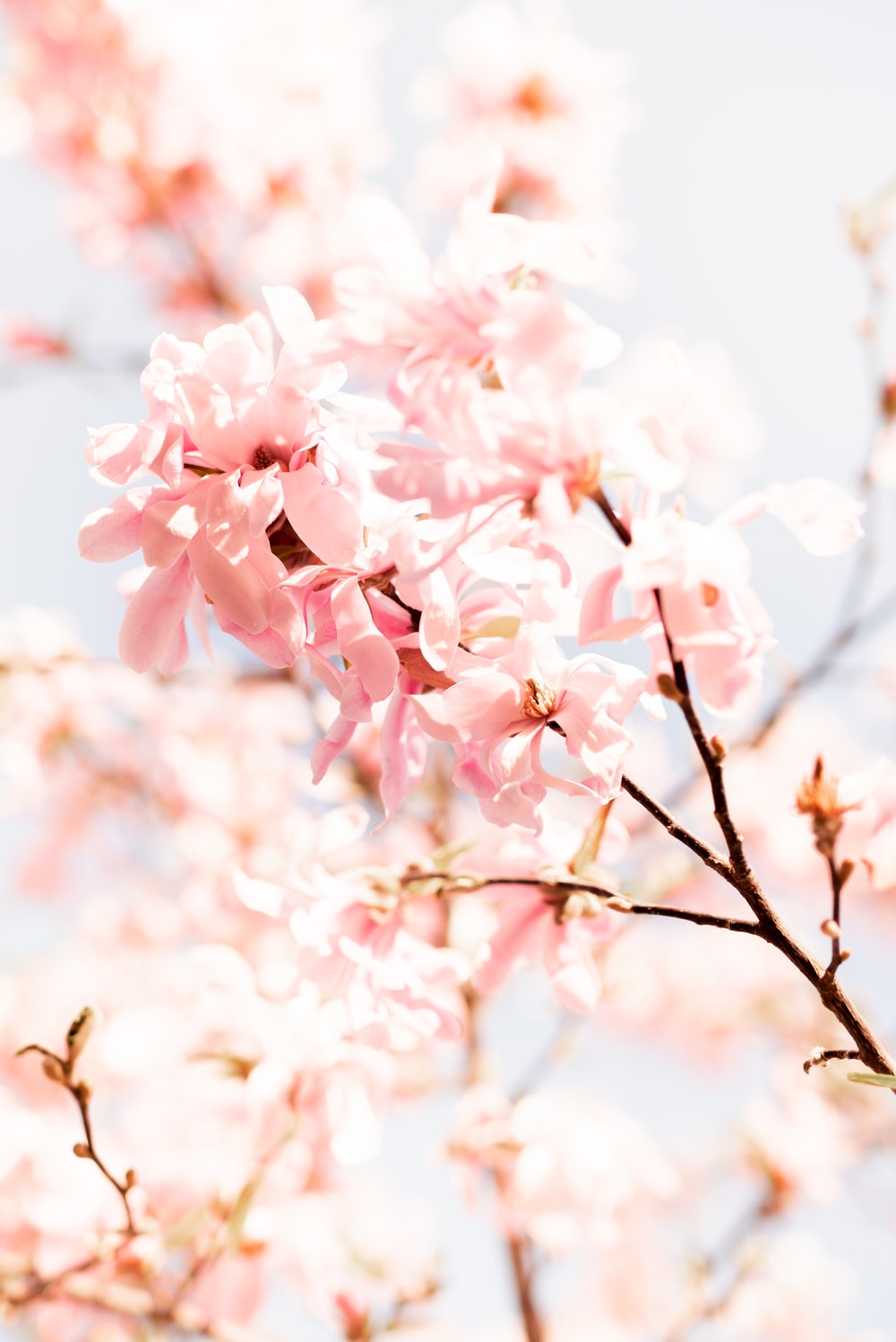 Pastel Pink Flower Desktop Wallpapers