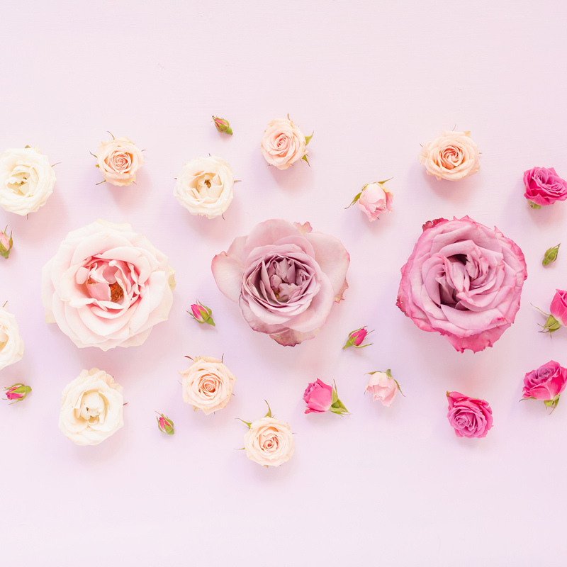 Pastel Pink Flower Desktop Wallpapers