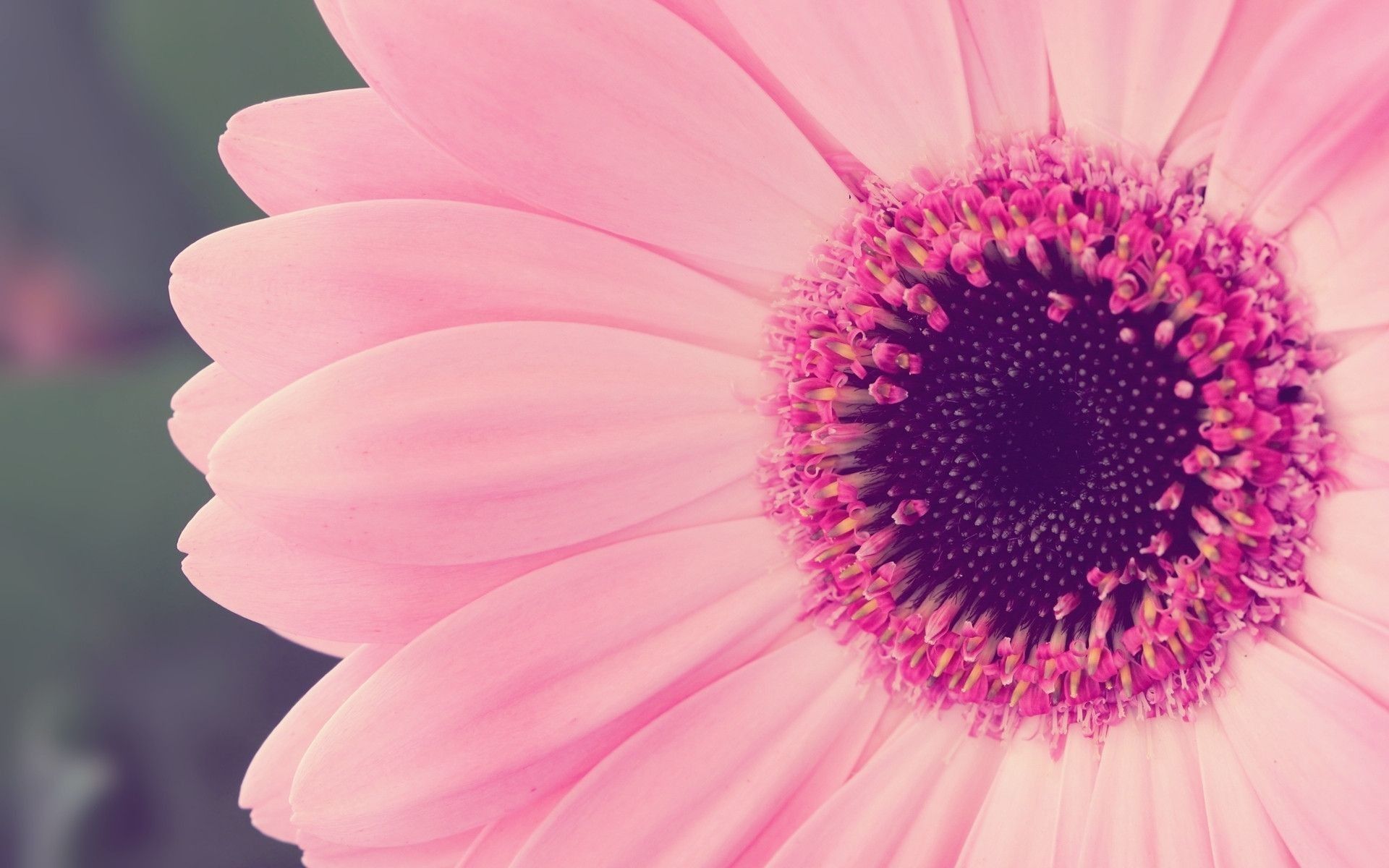 Pastel Pink Flower Desktop Wallpapers