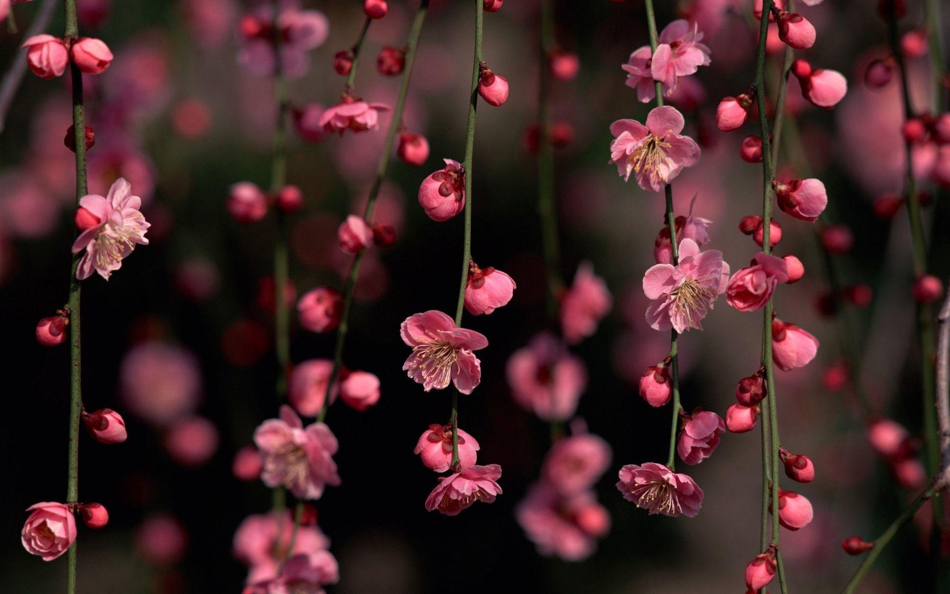 Pastel Pink Flower Desktop Wallpapers