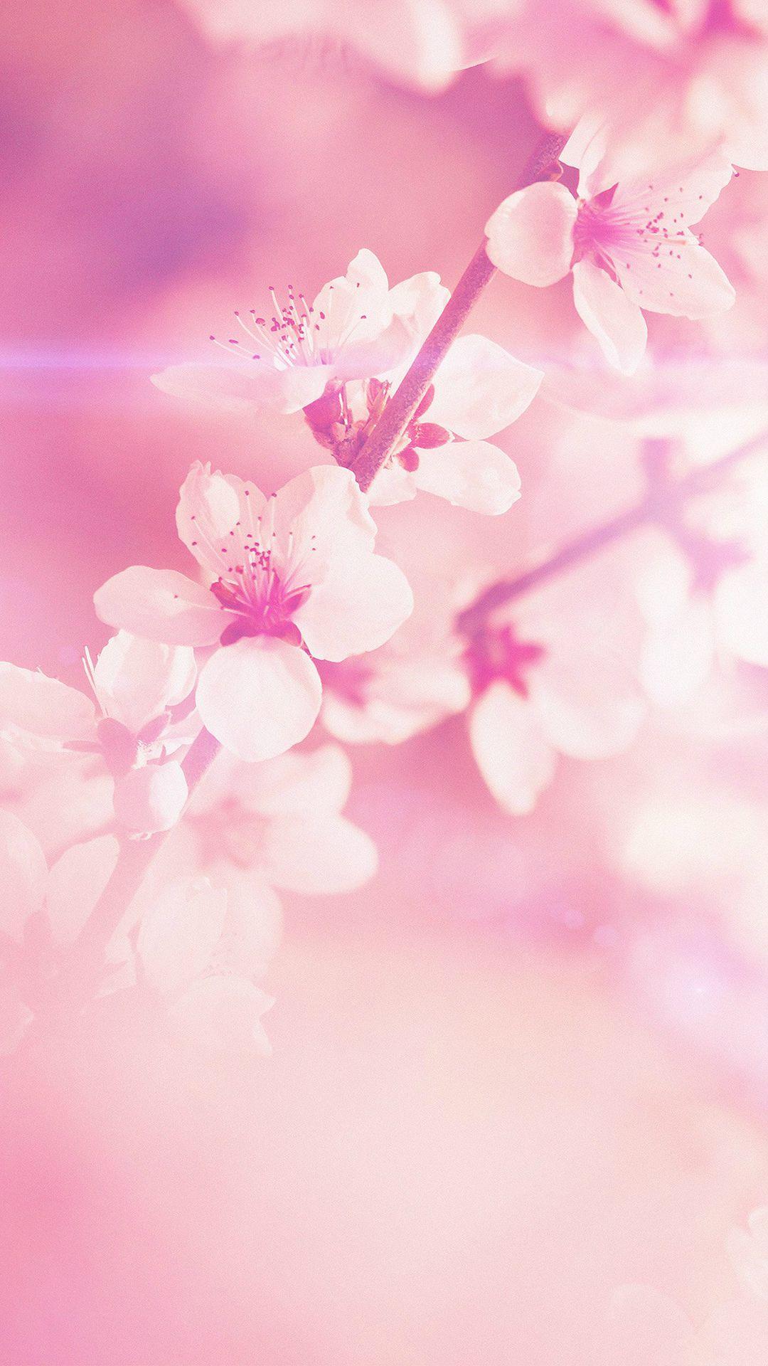 Pastel Pink Flower Desktop Wallpapers